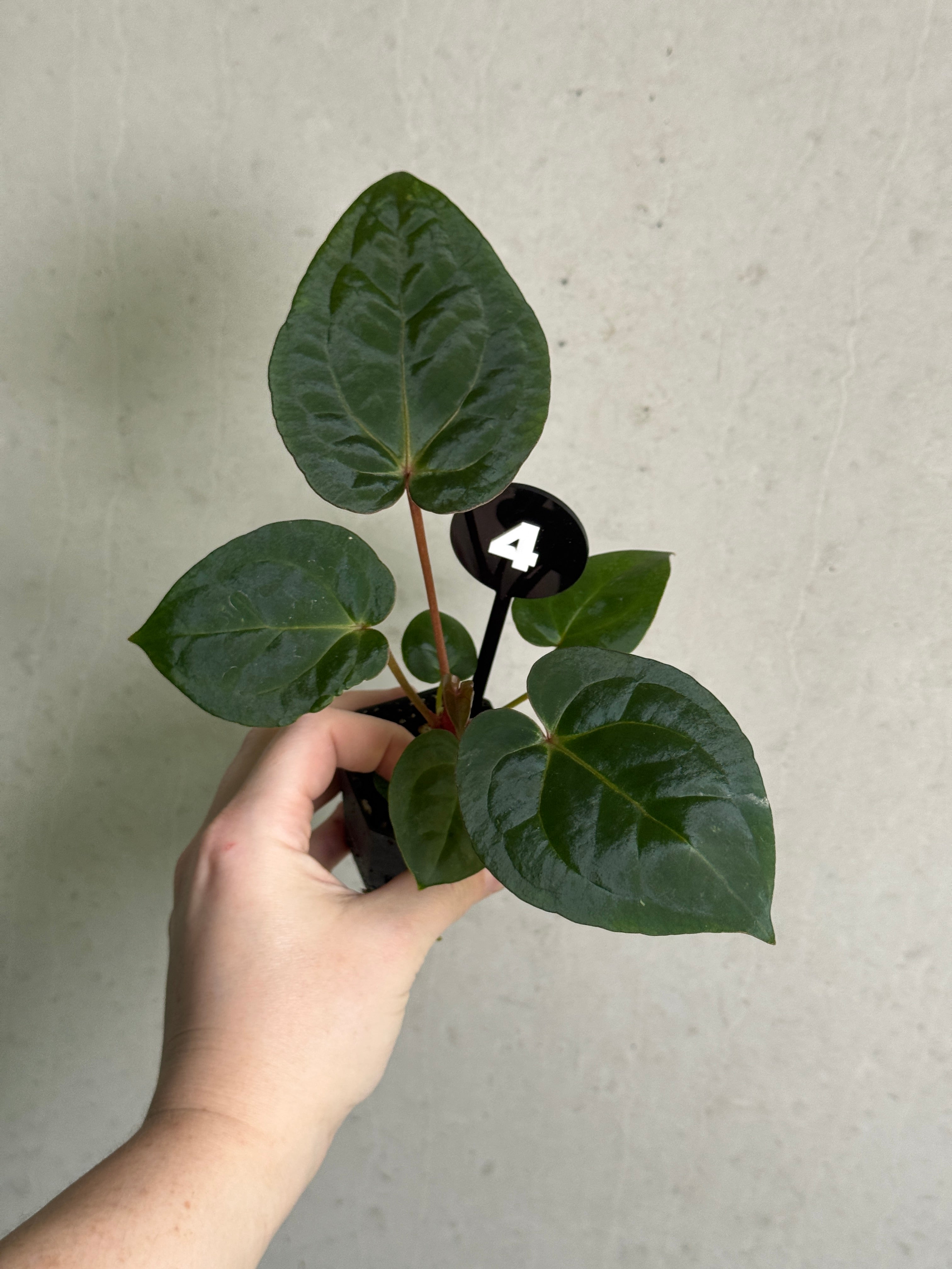 SMUKHI Anthurium Michelle plant with vibrant green leaves and a flowering spathe, decorative indoor houseplant.