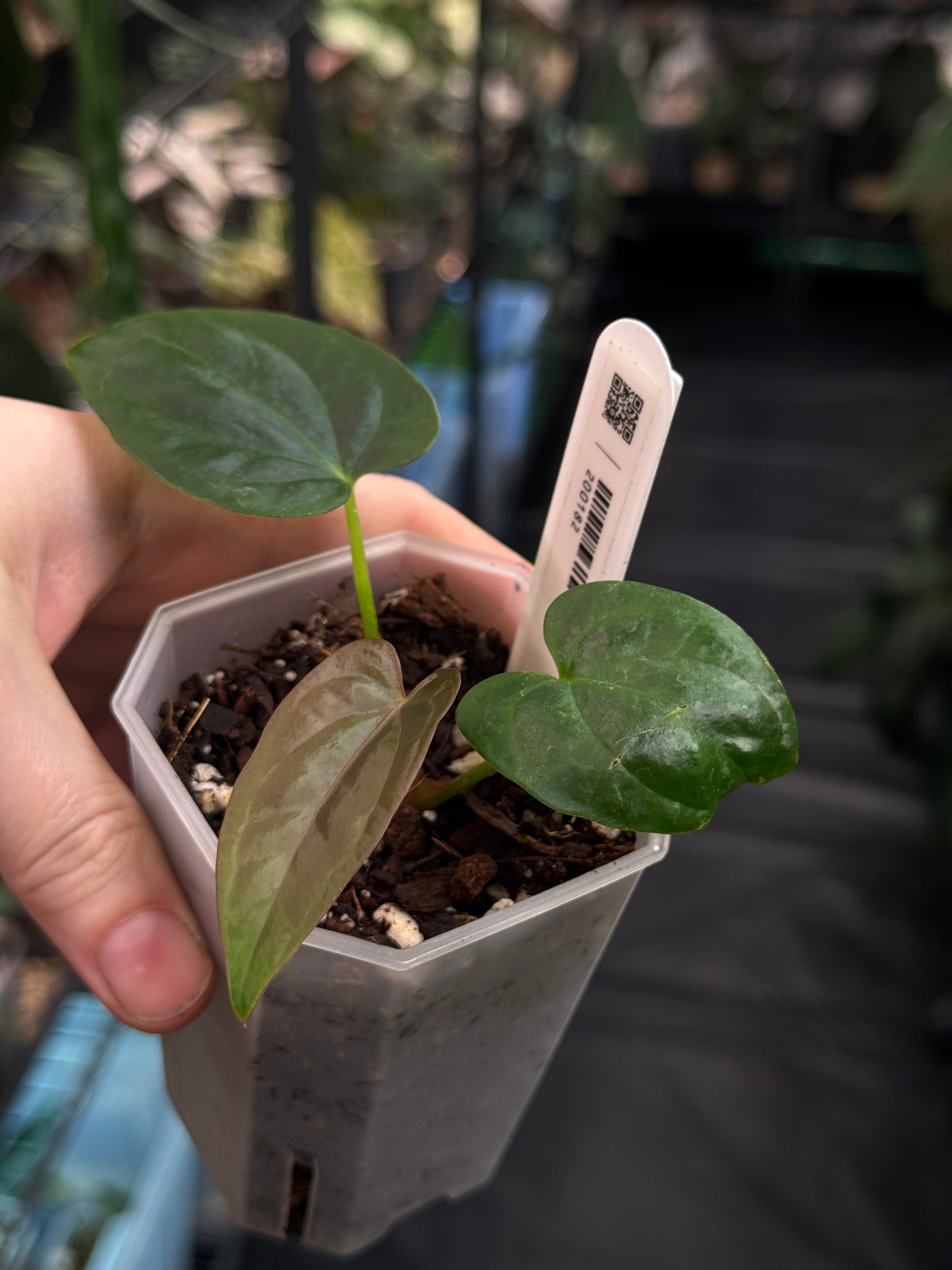 Anthurium Dressleri NSE 'Obsidian' x RG