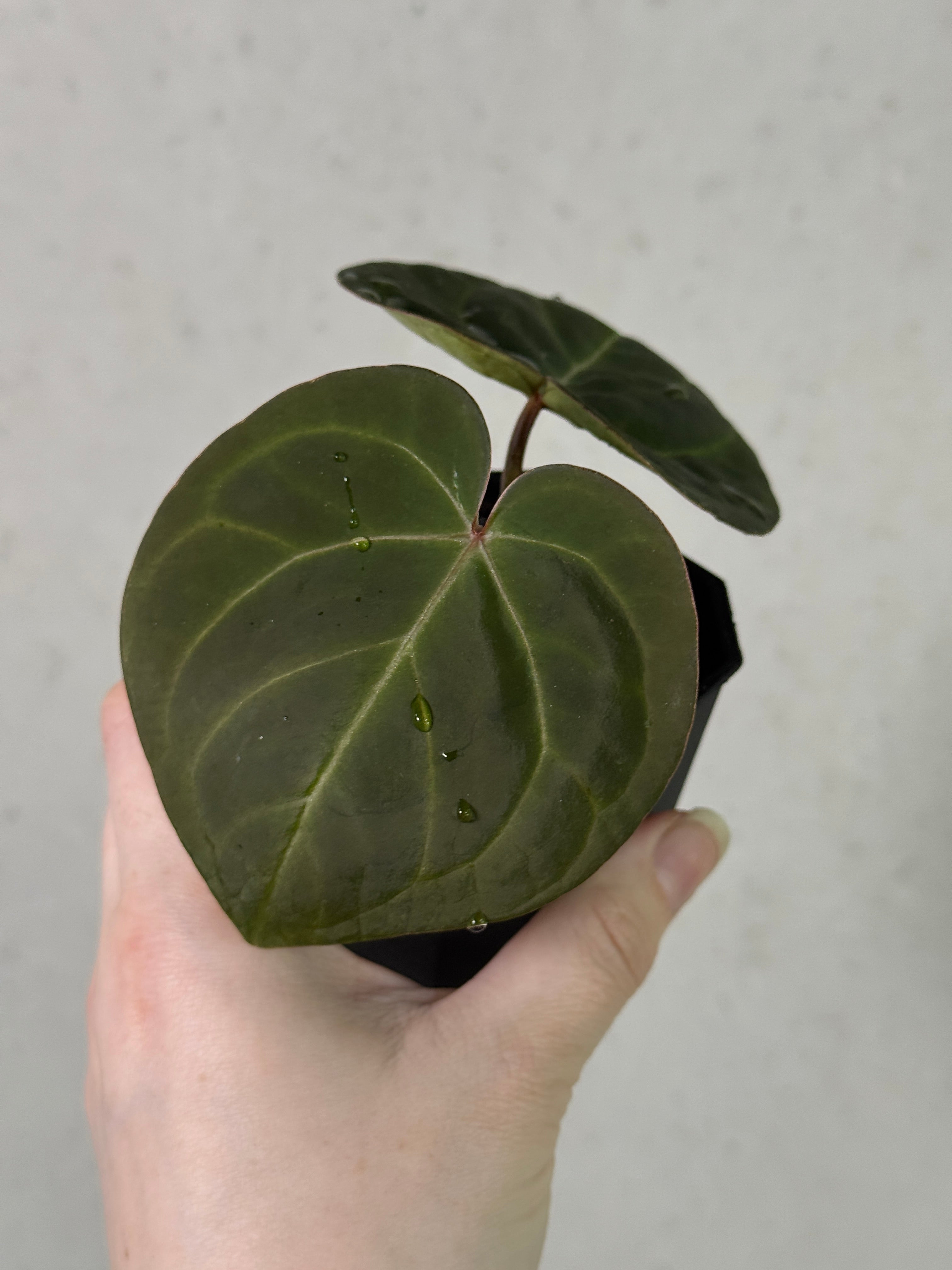 Anthurium Indo Hoffmannii - Clone
