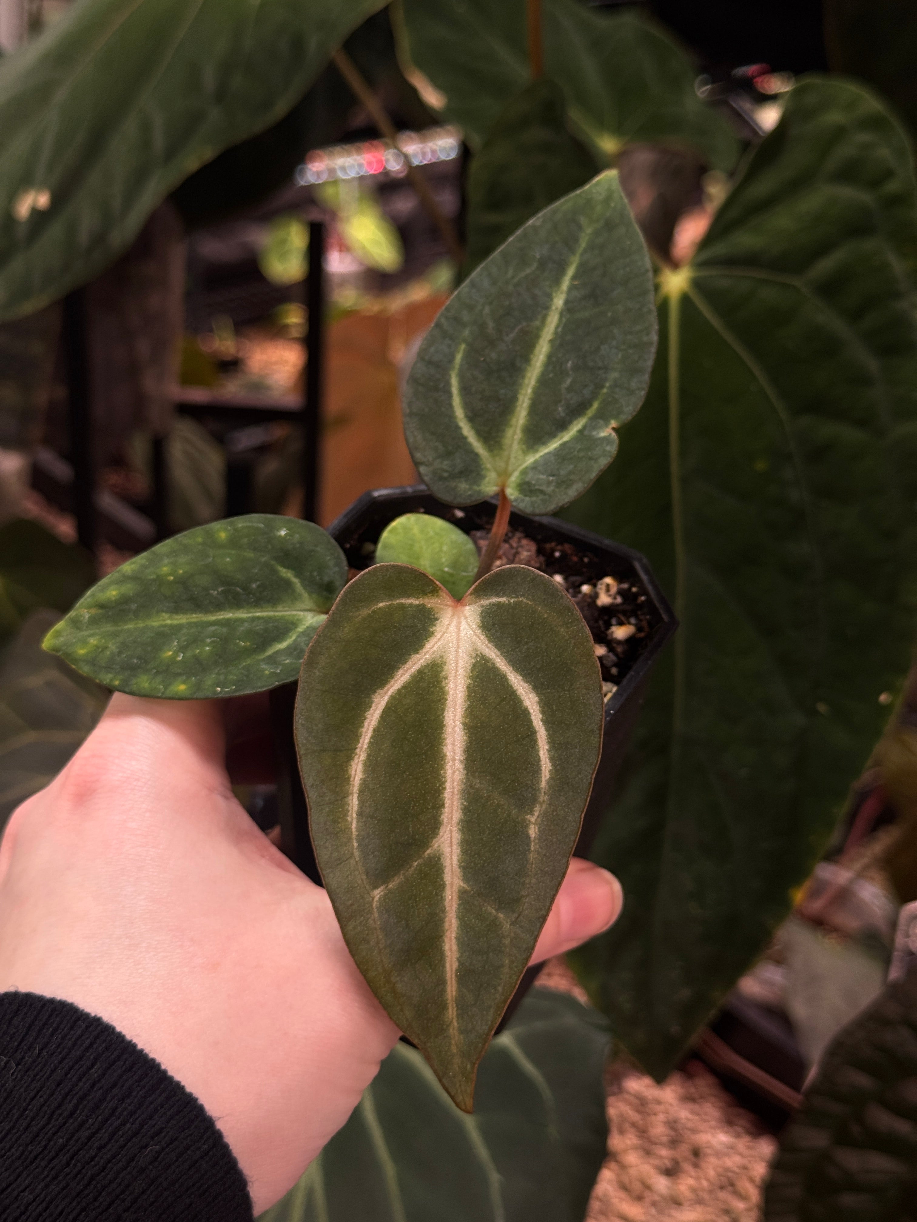 Anthurium Carlablackiae PM2 x PM1 - SMUKHI