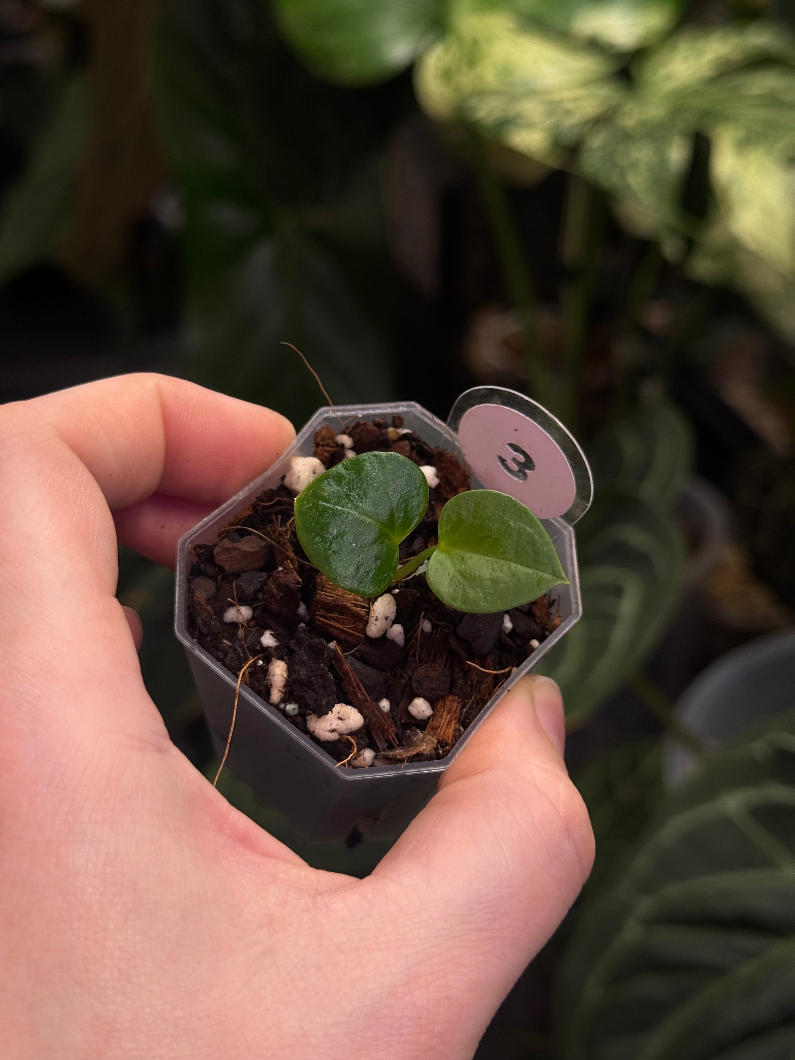 Anthurium Carlablackiae (A2 x RA7) x open