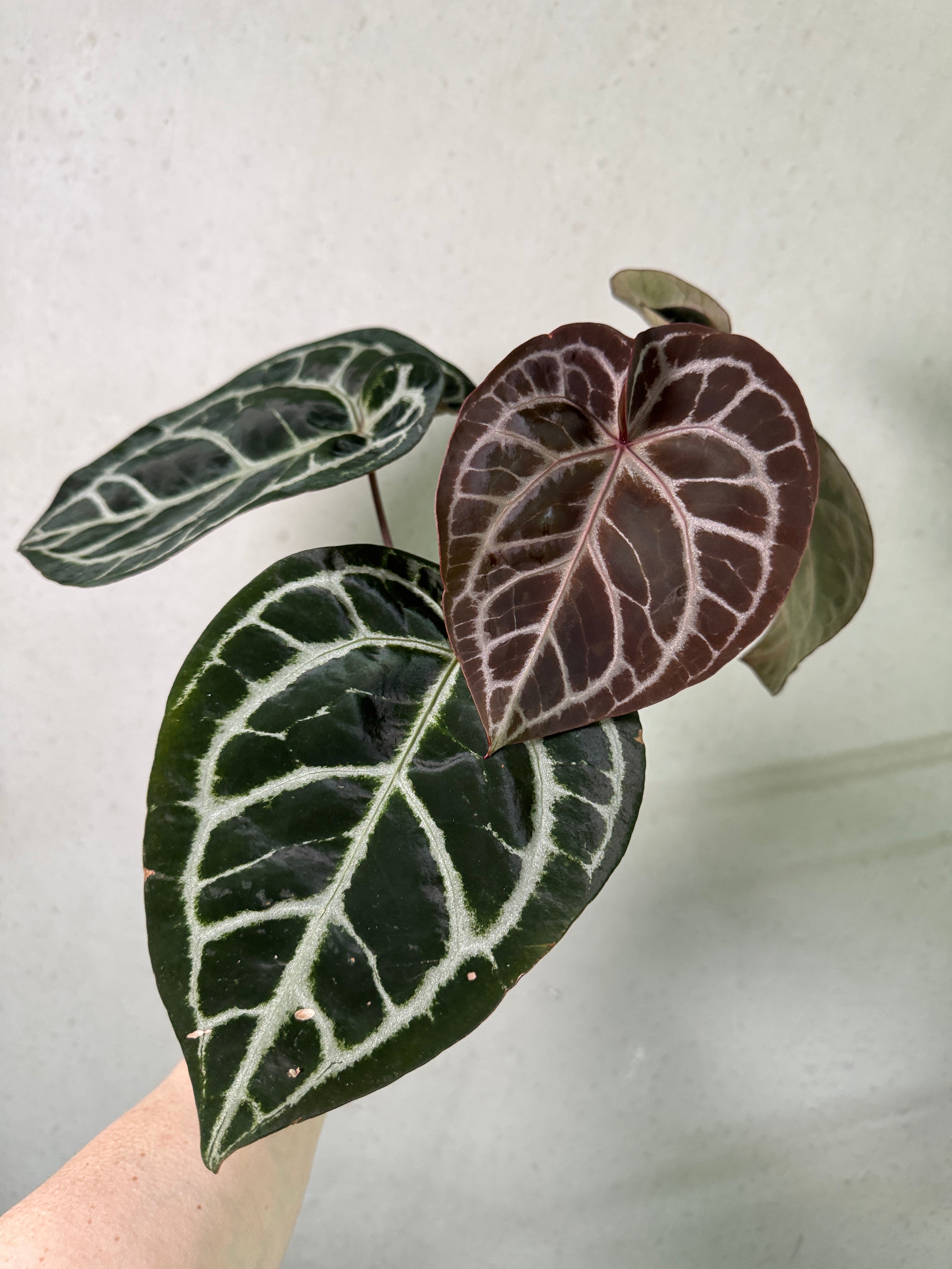 Anthurium noID plant by SMUKHI with vibrant green leaves and a glossy appearance, showcasing healthy foliage.
