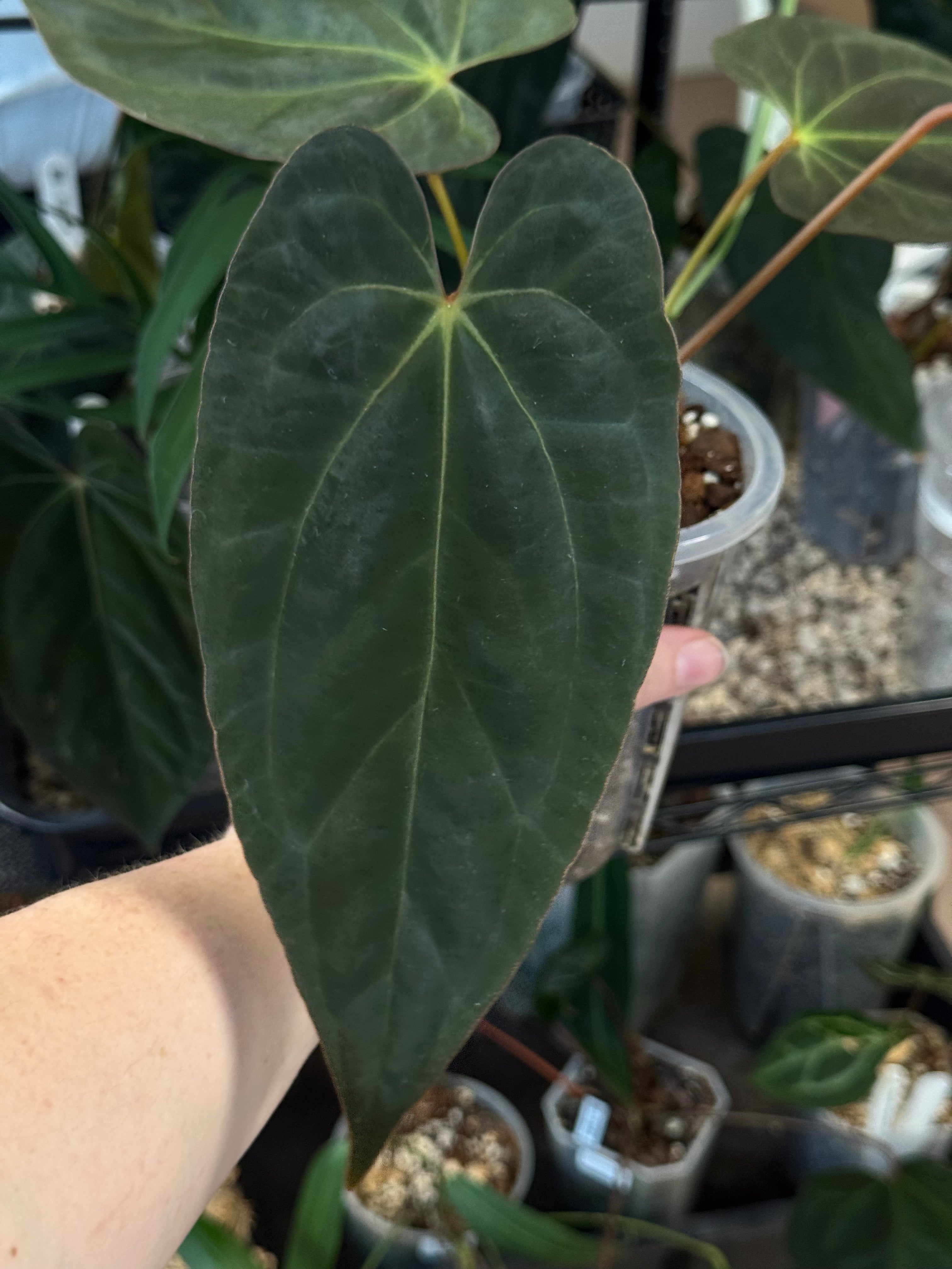 Anthurium Papillilaminum XOne