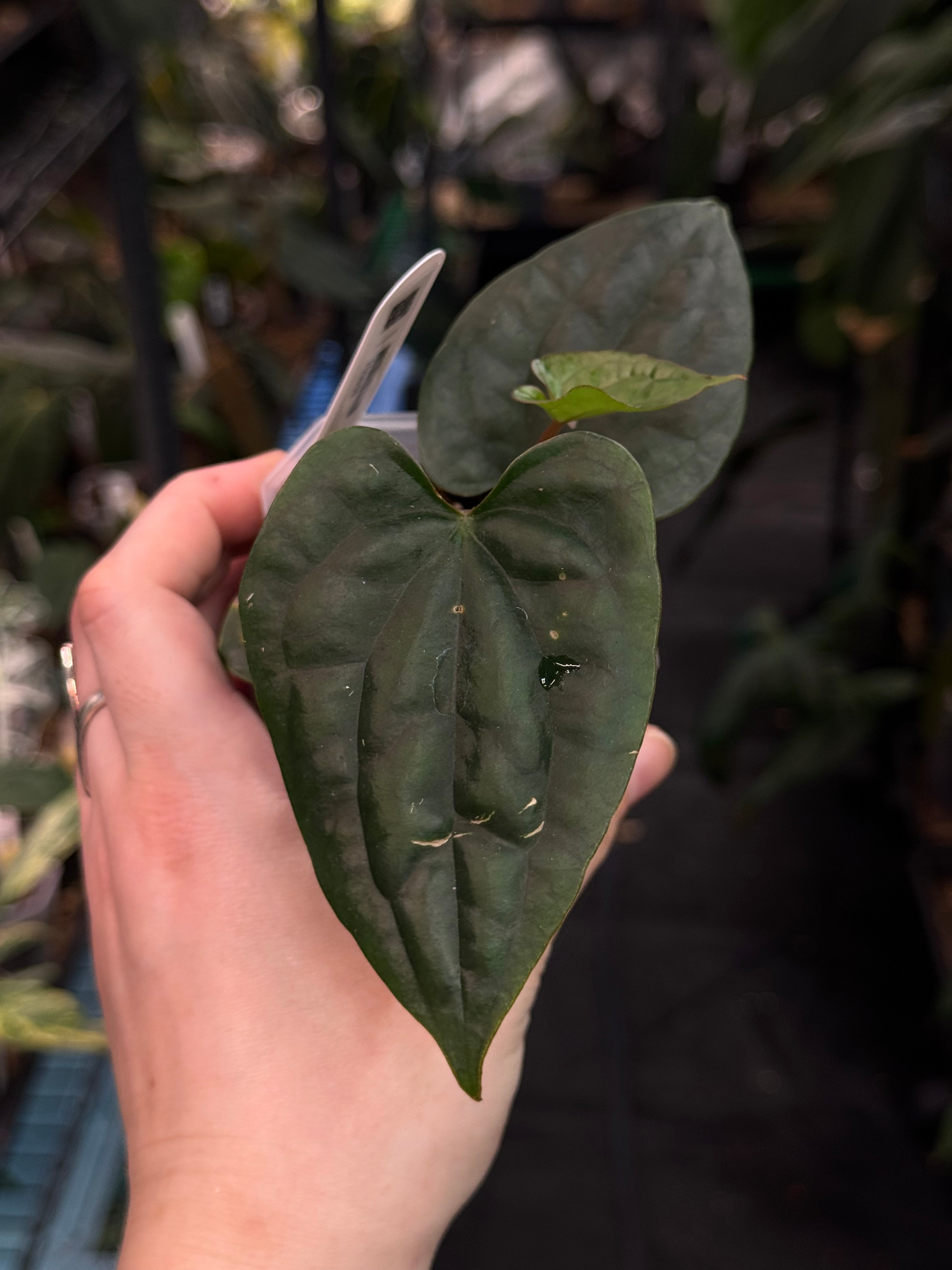 Anthurium Ace of Spades NSE x Luxurians