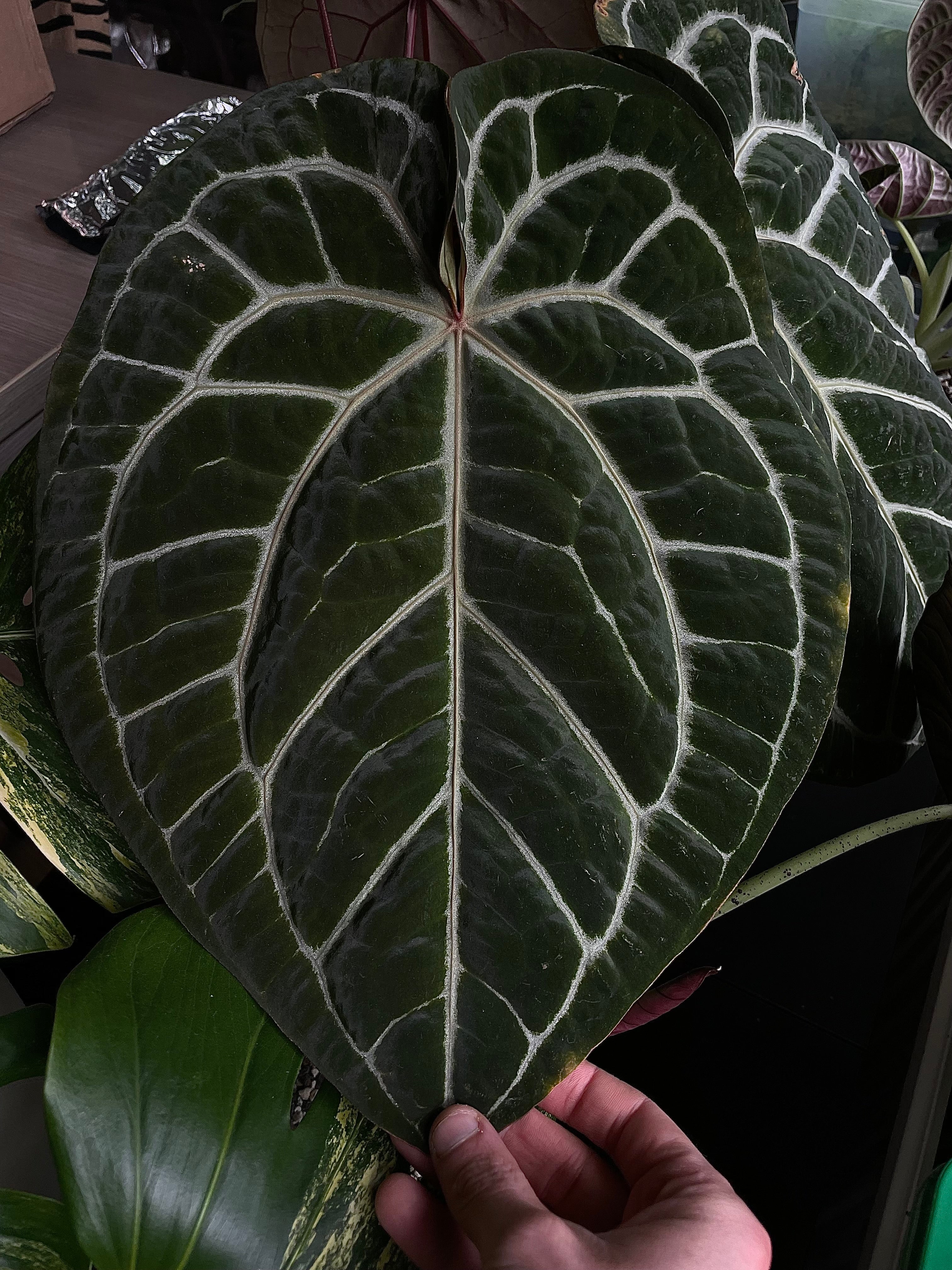 Anthurium Michelle x Luxurians - Pre-order