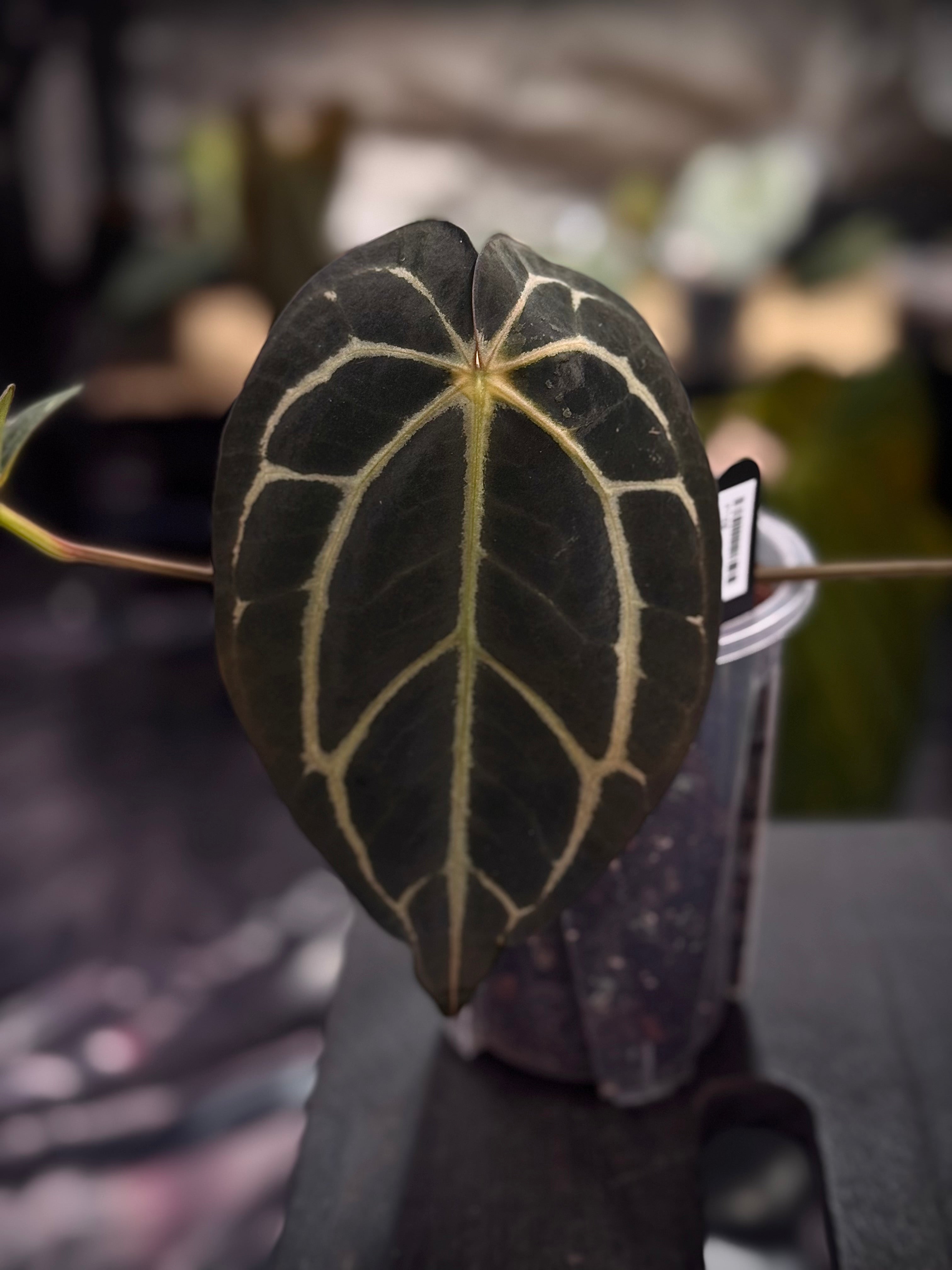 NFS: Anthurium Carlablackiae WU2 S1