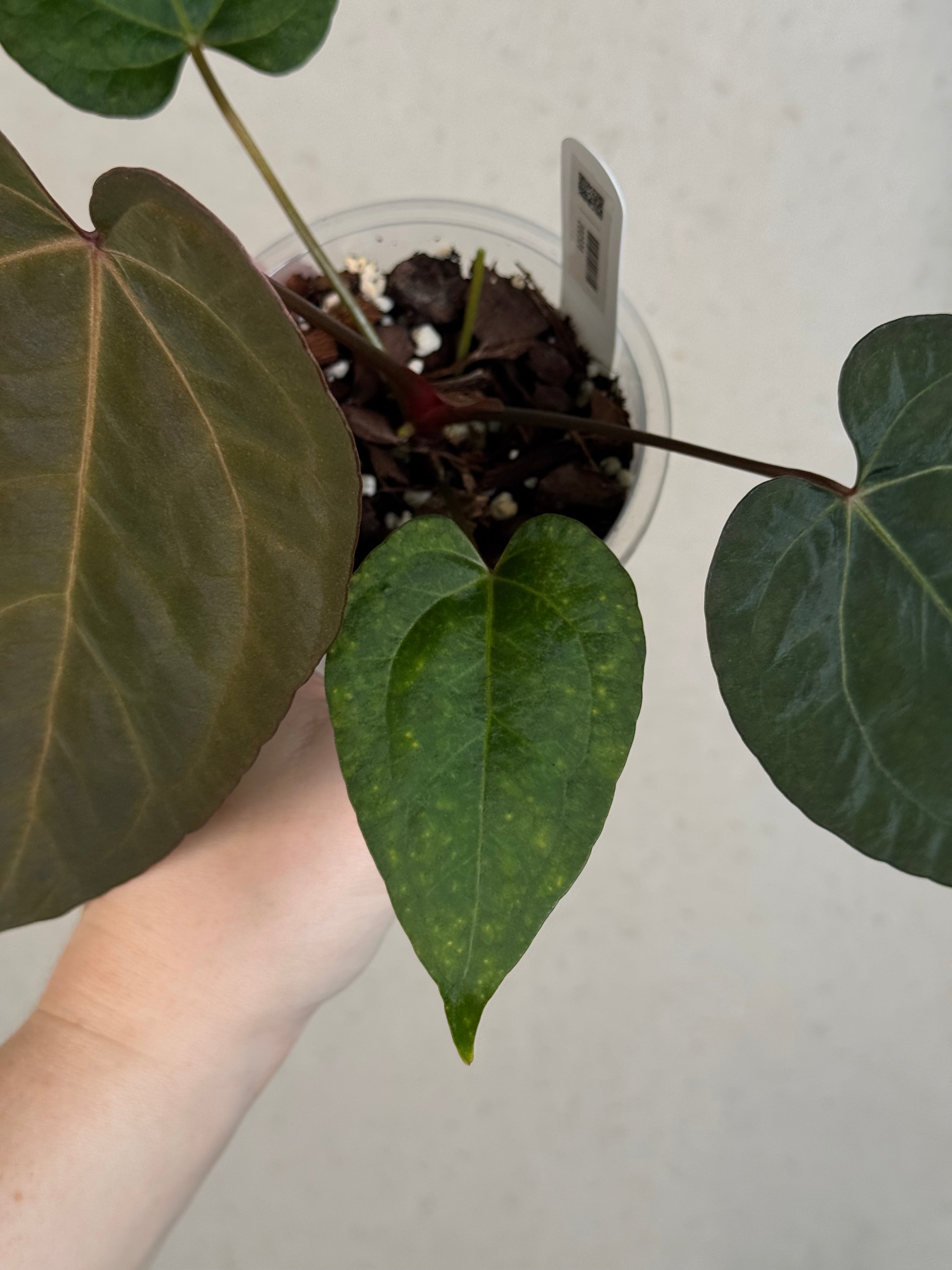 Anthurium Ace of Spades Dark Form x Portillae ‘Dorito’