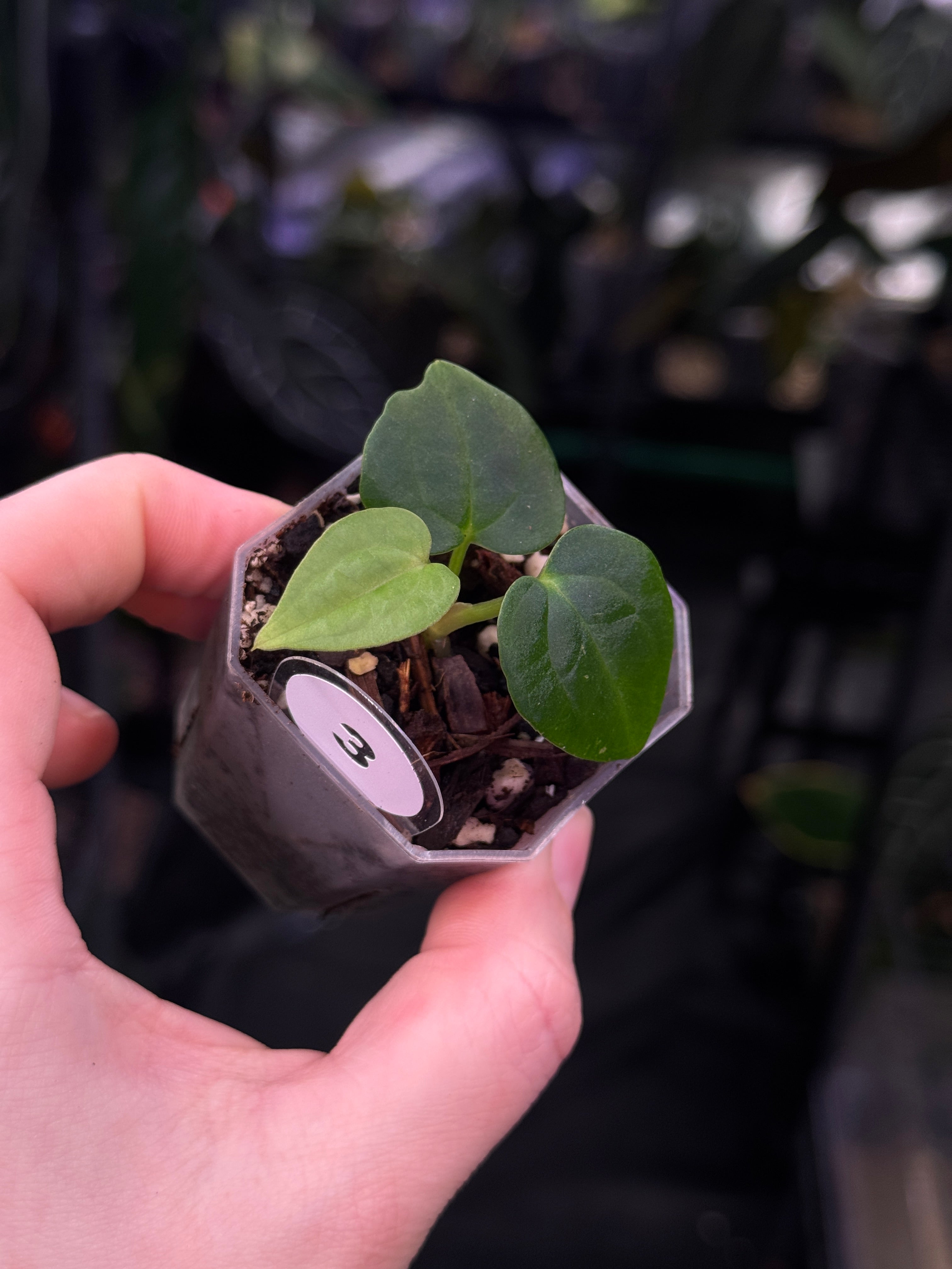 Anthurium (Carlablackiae x RG Dressleri) x (Papillilaminum x BVEP ‘Hanni’)