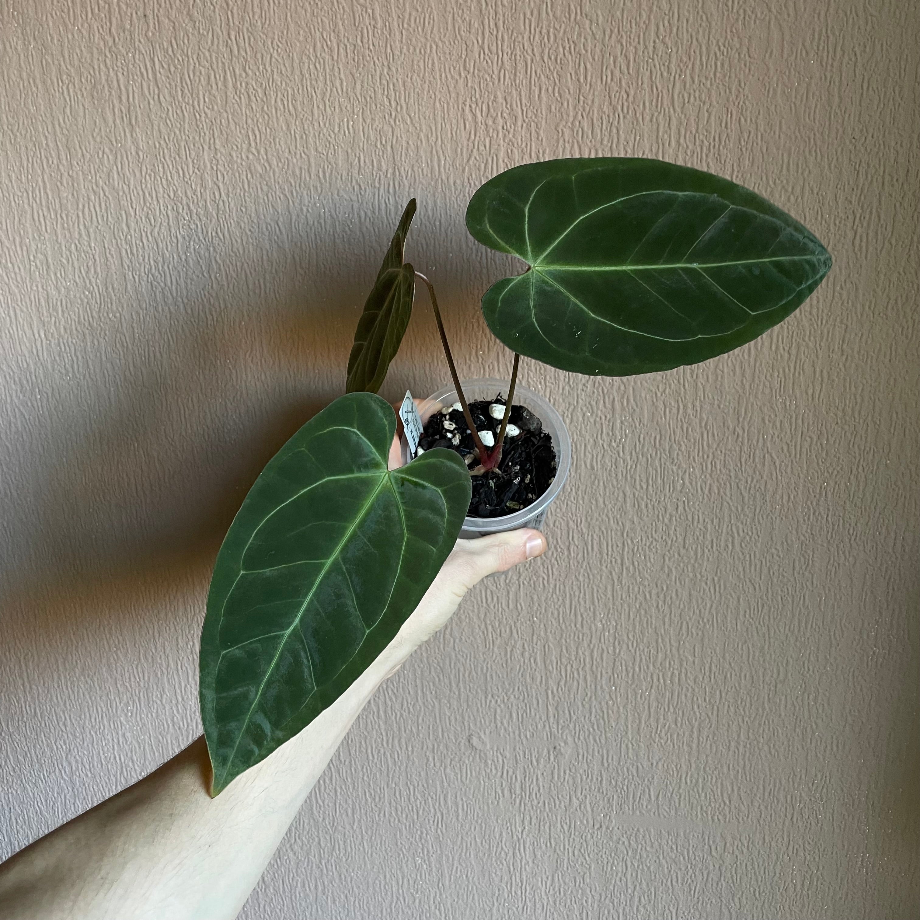 Anthurium - Various plants
