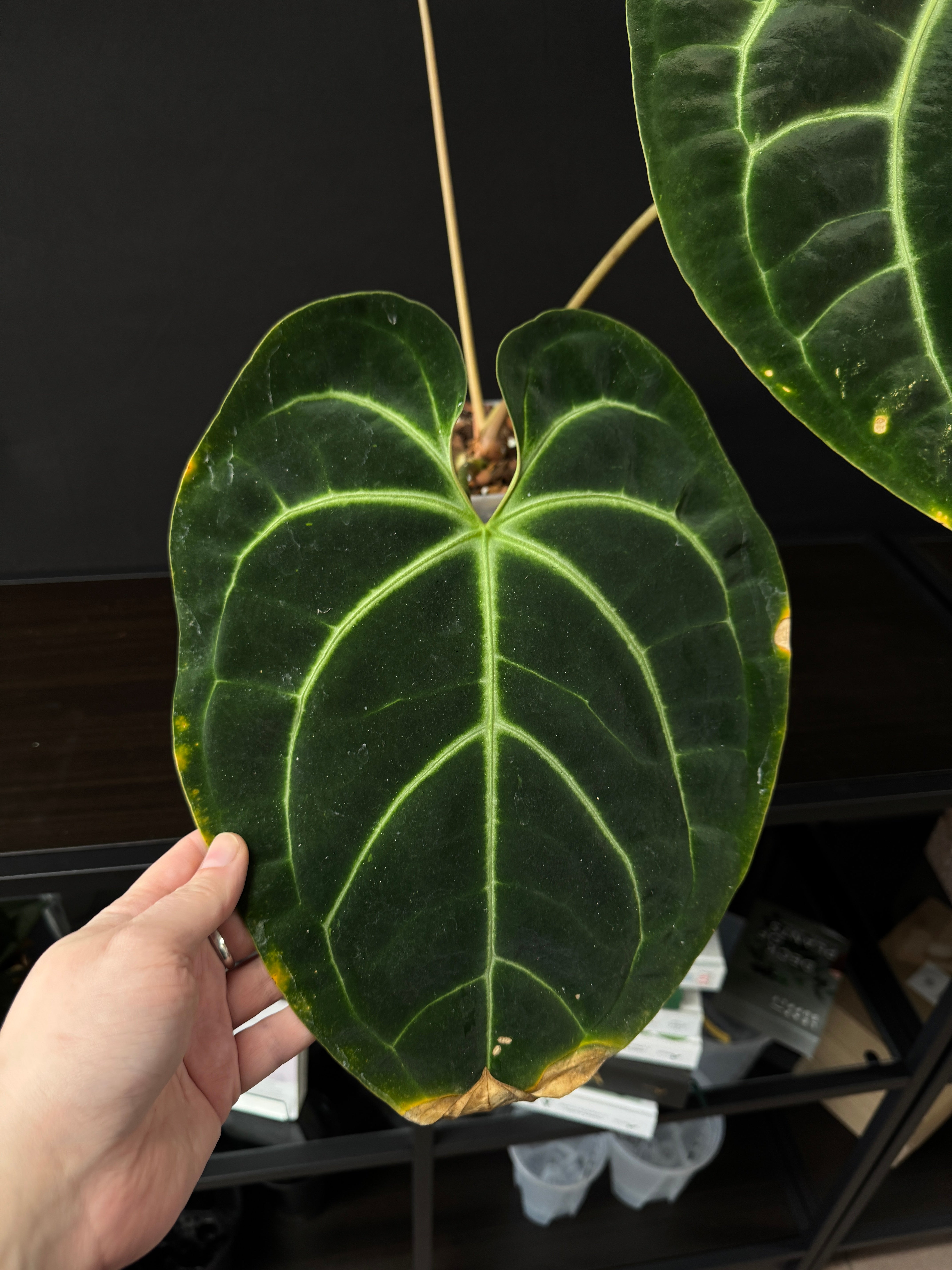 Anthurium Besseae aff [B-Grade] (flowering)