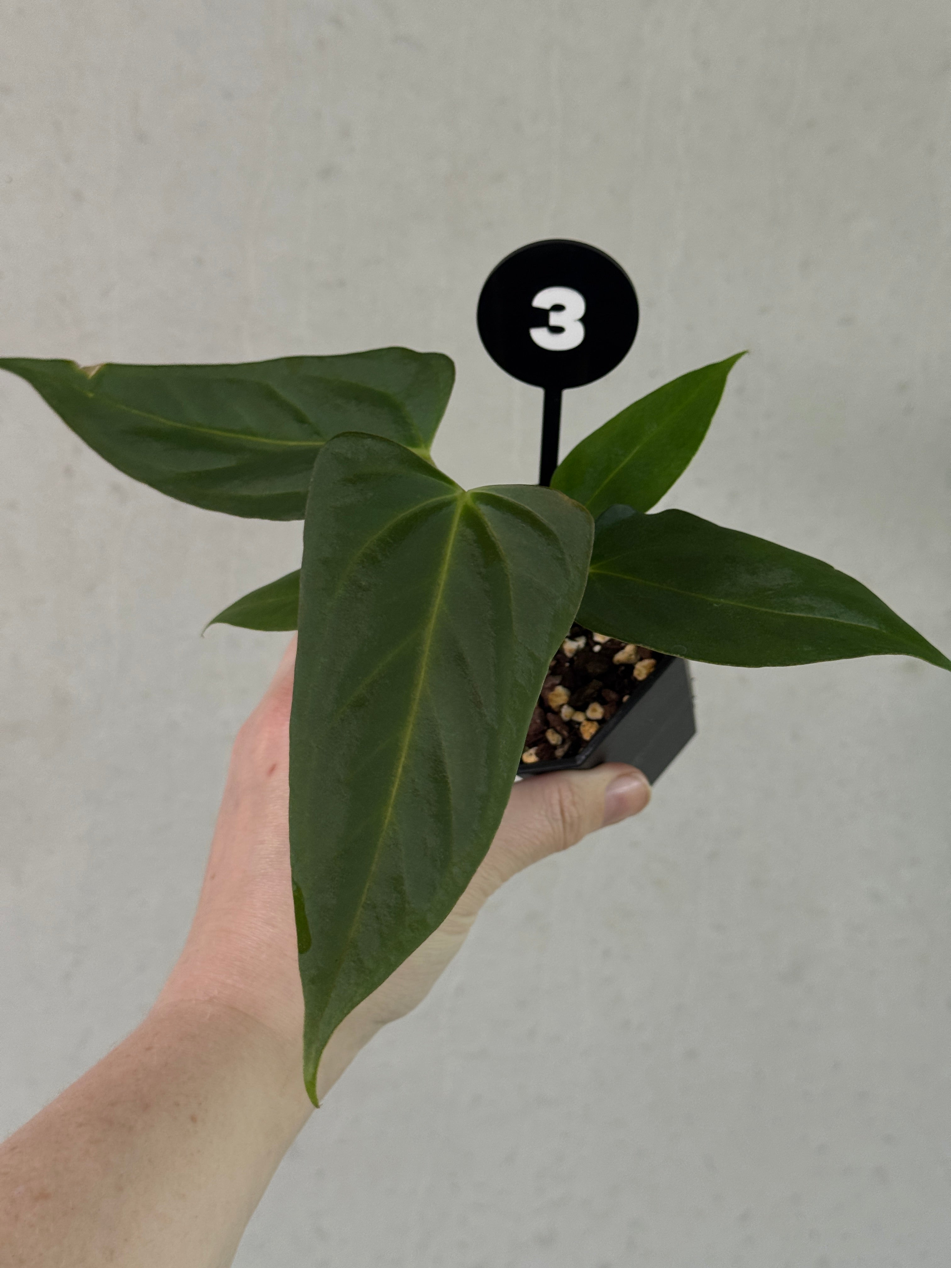 SMUKHI Anthurium plant featuring glossy green leaves and vibrant spathes, a hybrid of 'Cobra' x Fort Sherman or Indo Portillae.
