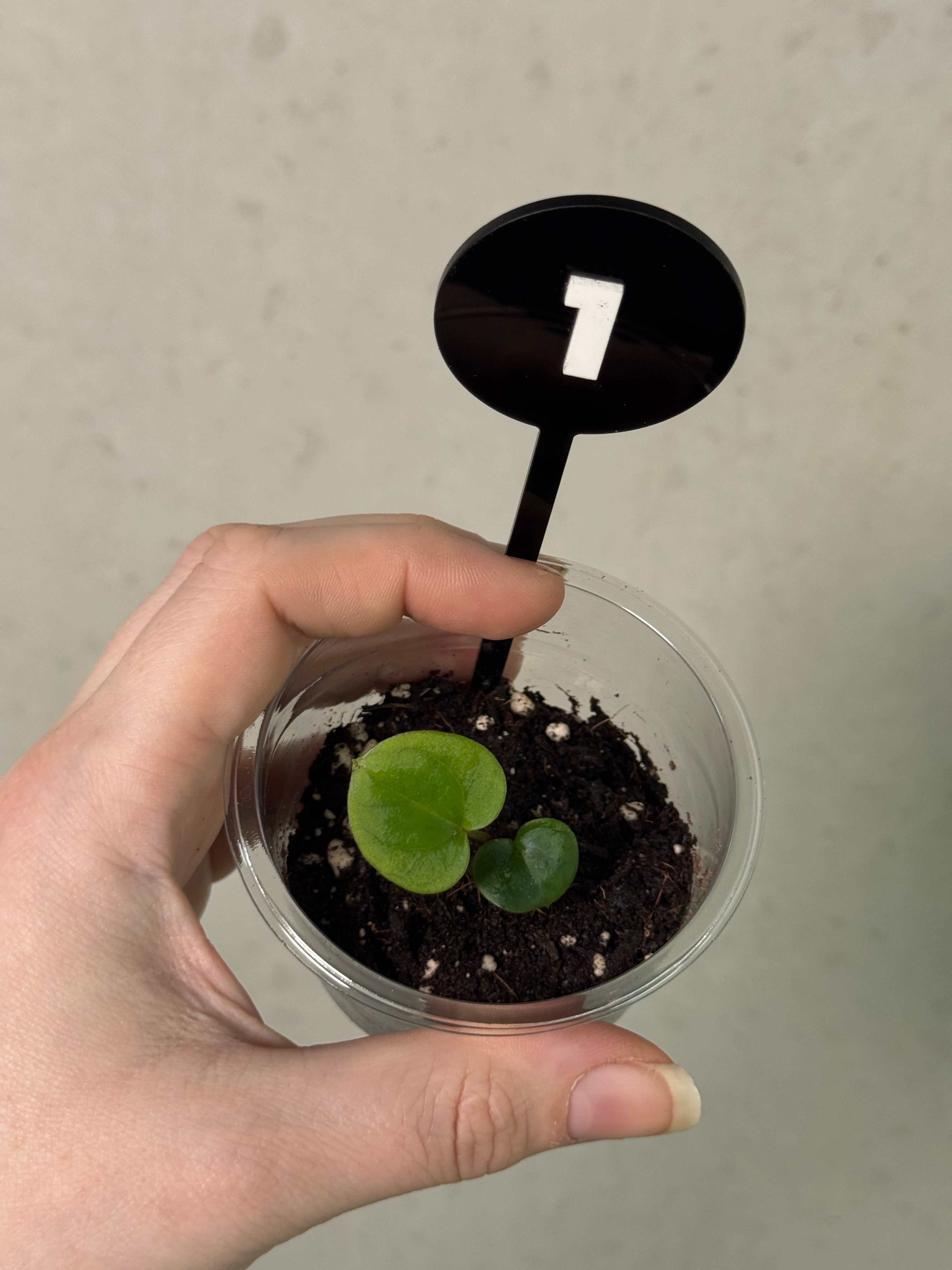 Anthurium HU Round '1’ x ‘2’