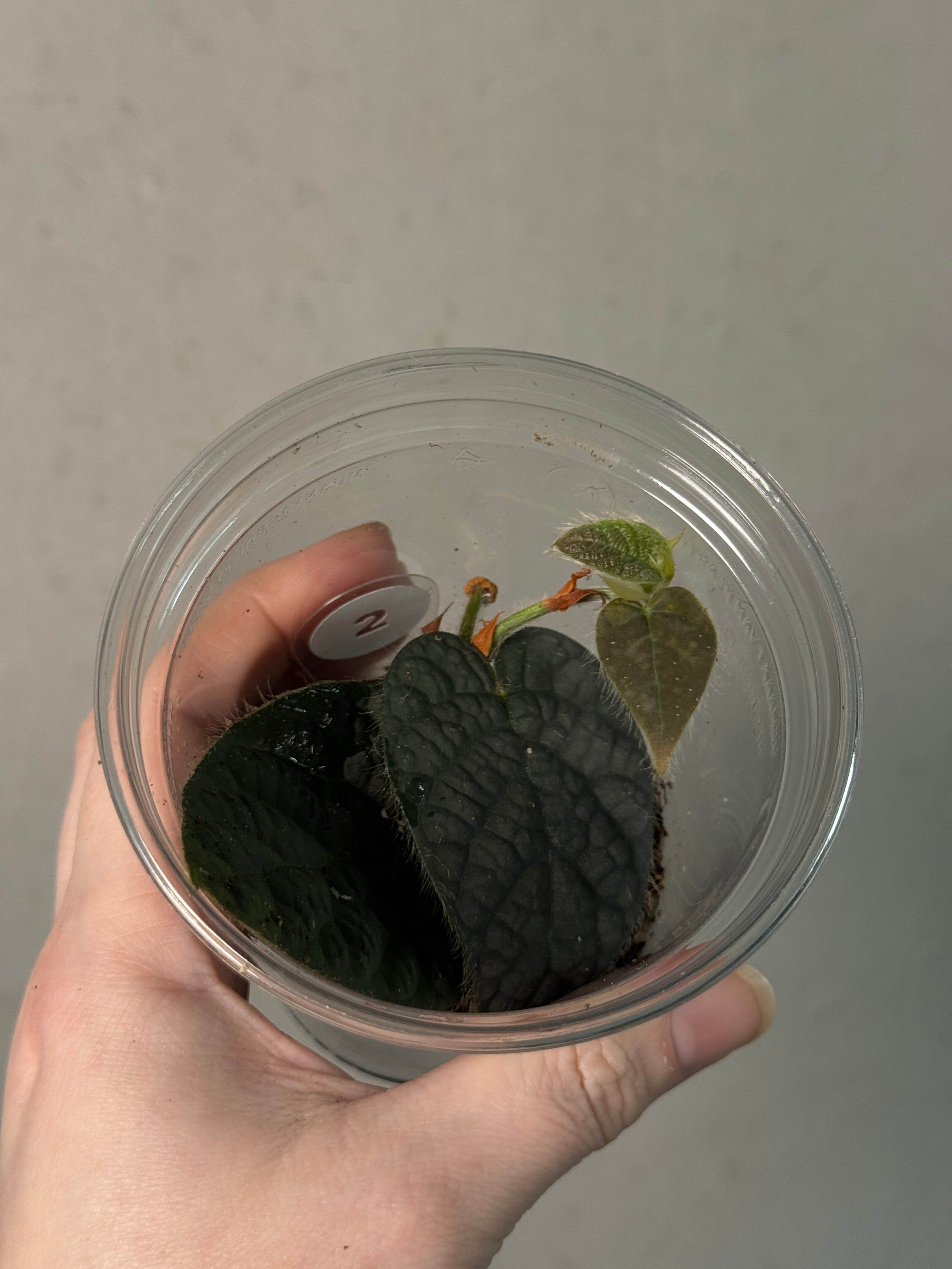 Ficus Villosa - Pre-order - SMUKHI