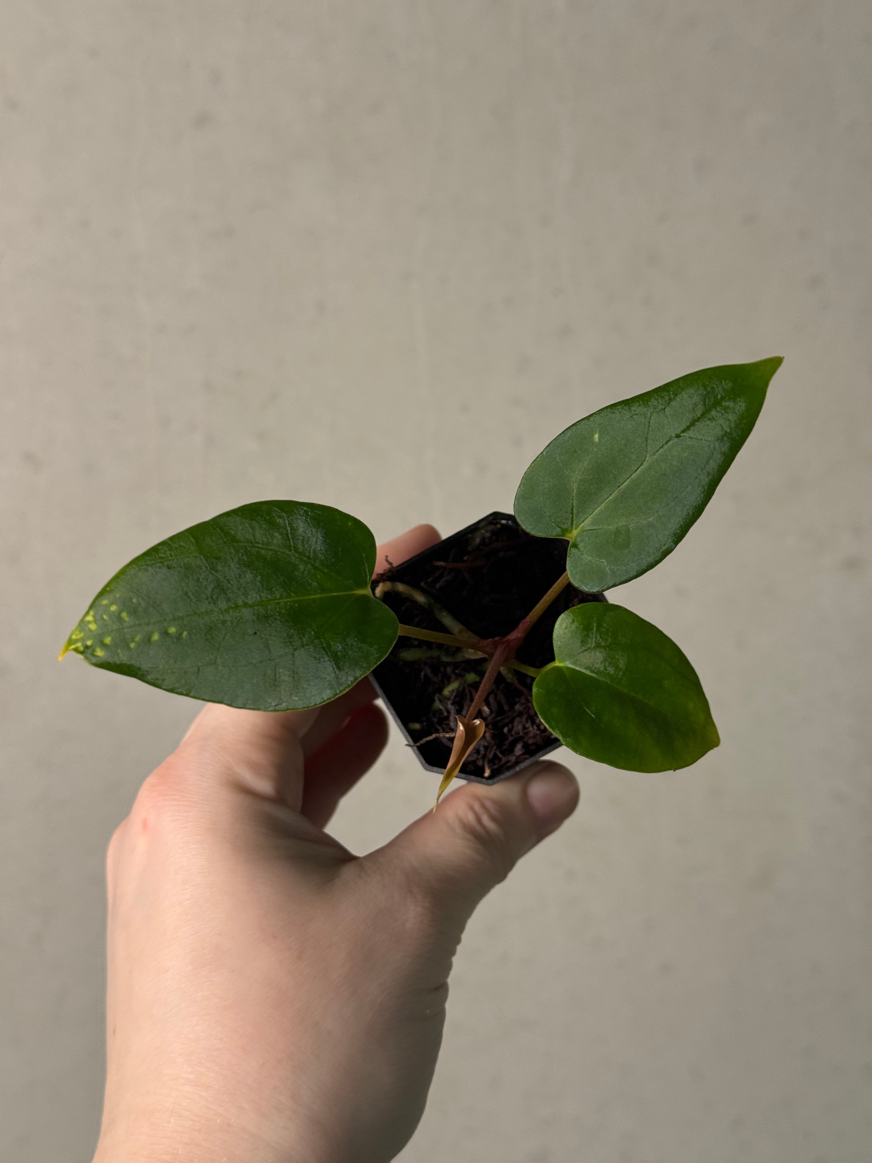 Anthurium Papillilaminum 'Daniel' x (Carlablackiae RD3 x FSxRL ‘Grim Reaper’)