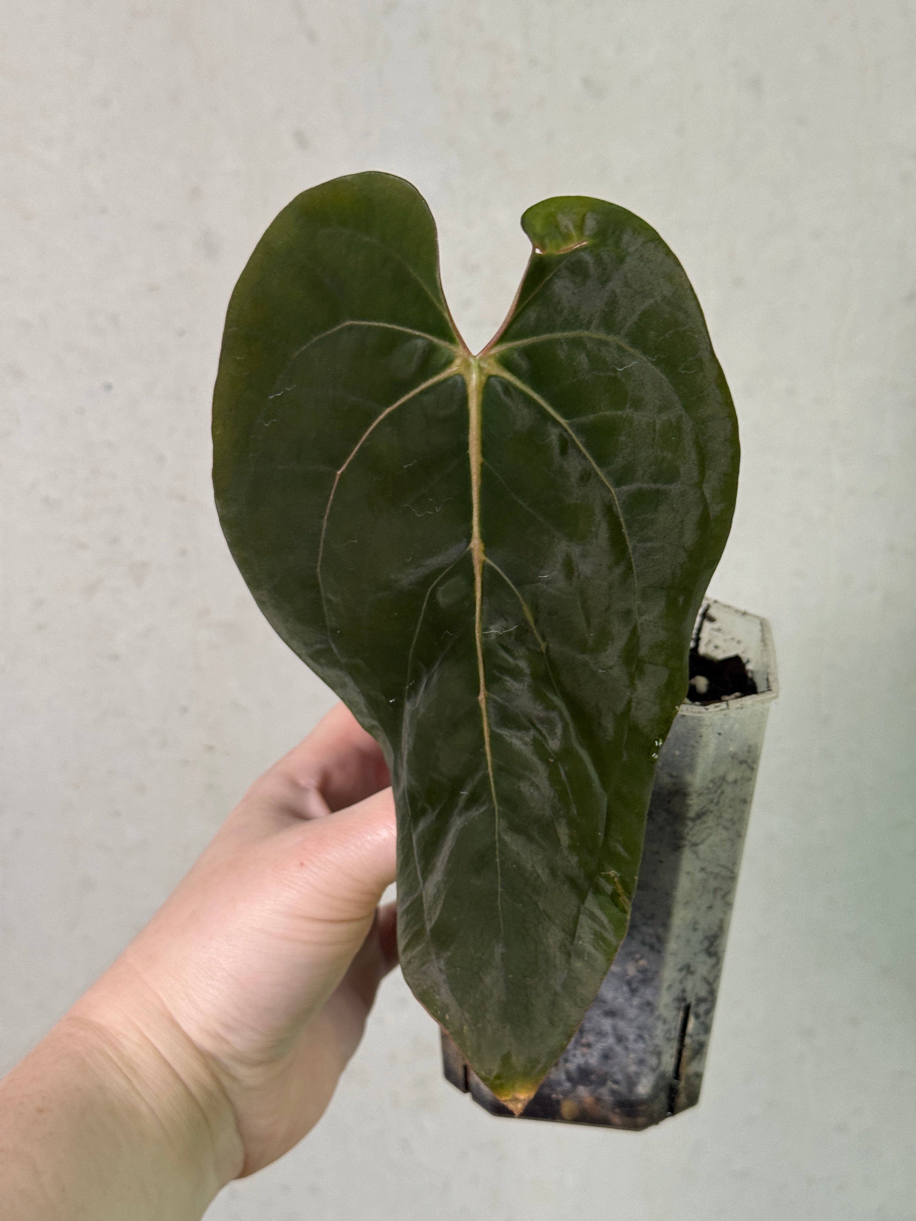 Anthurium Ace of Spades Dark Form x Papillilaminum 'IL' clone plant from Crystallinaminum, showing dark leaf and glossy foliage.