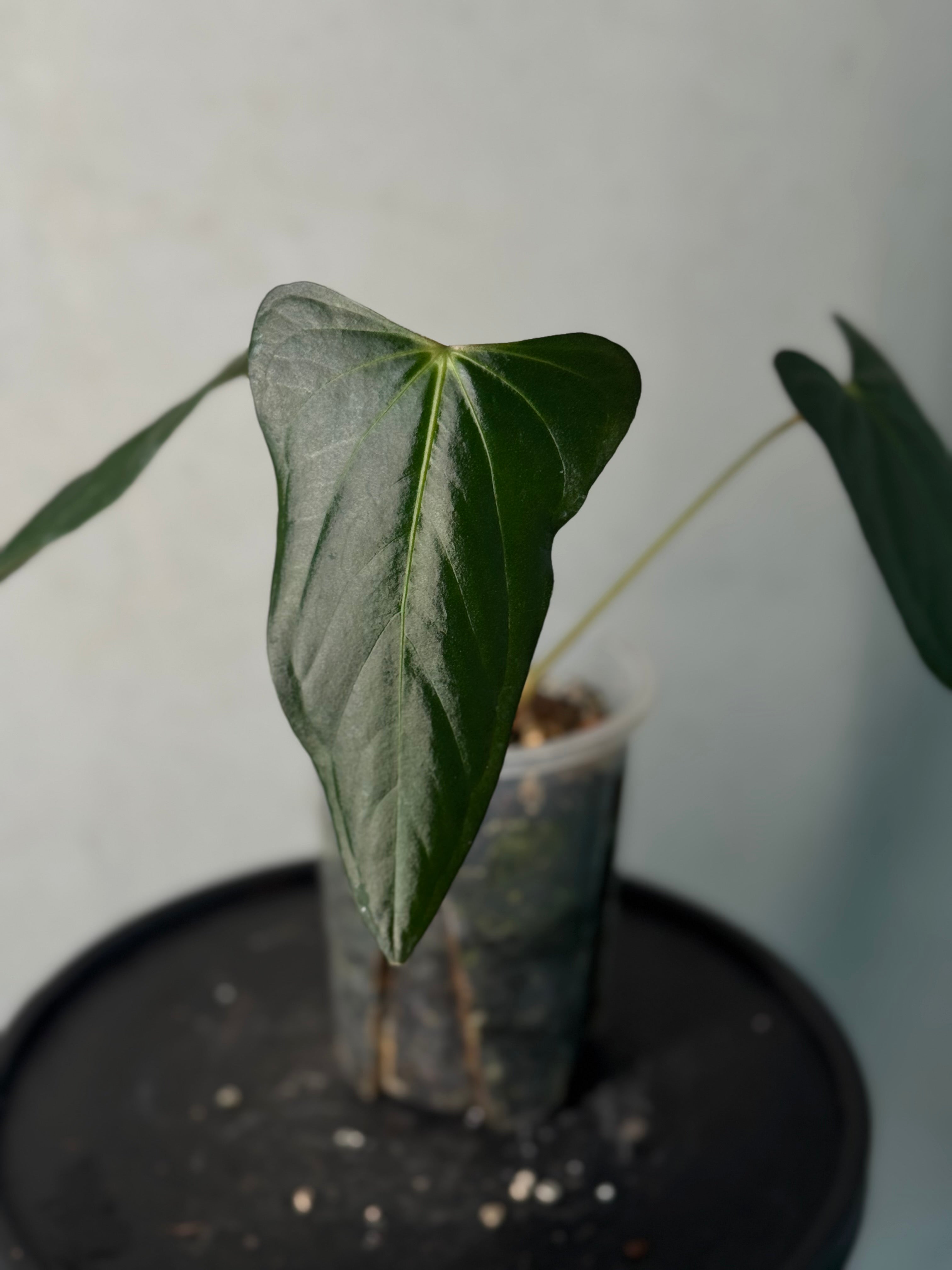 Anthurium [Lost Tag]
