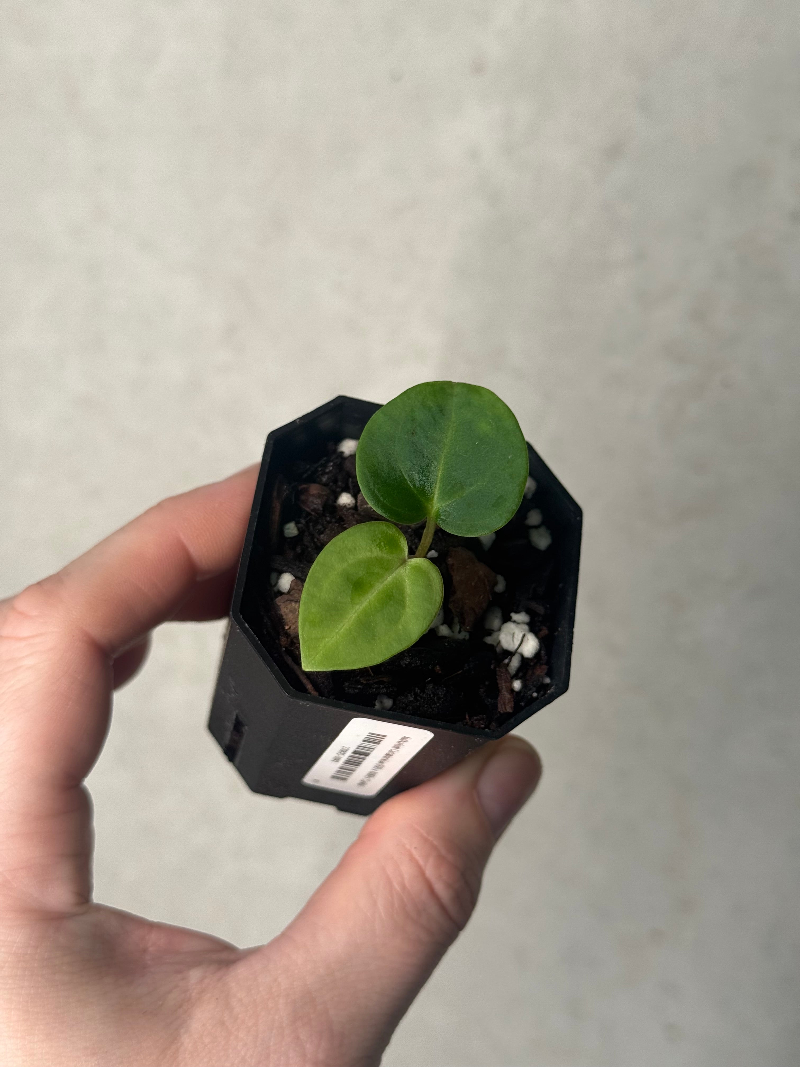 Anthurium Carlablackiae (RA5 x RA10) x ‘Carlita’