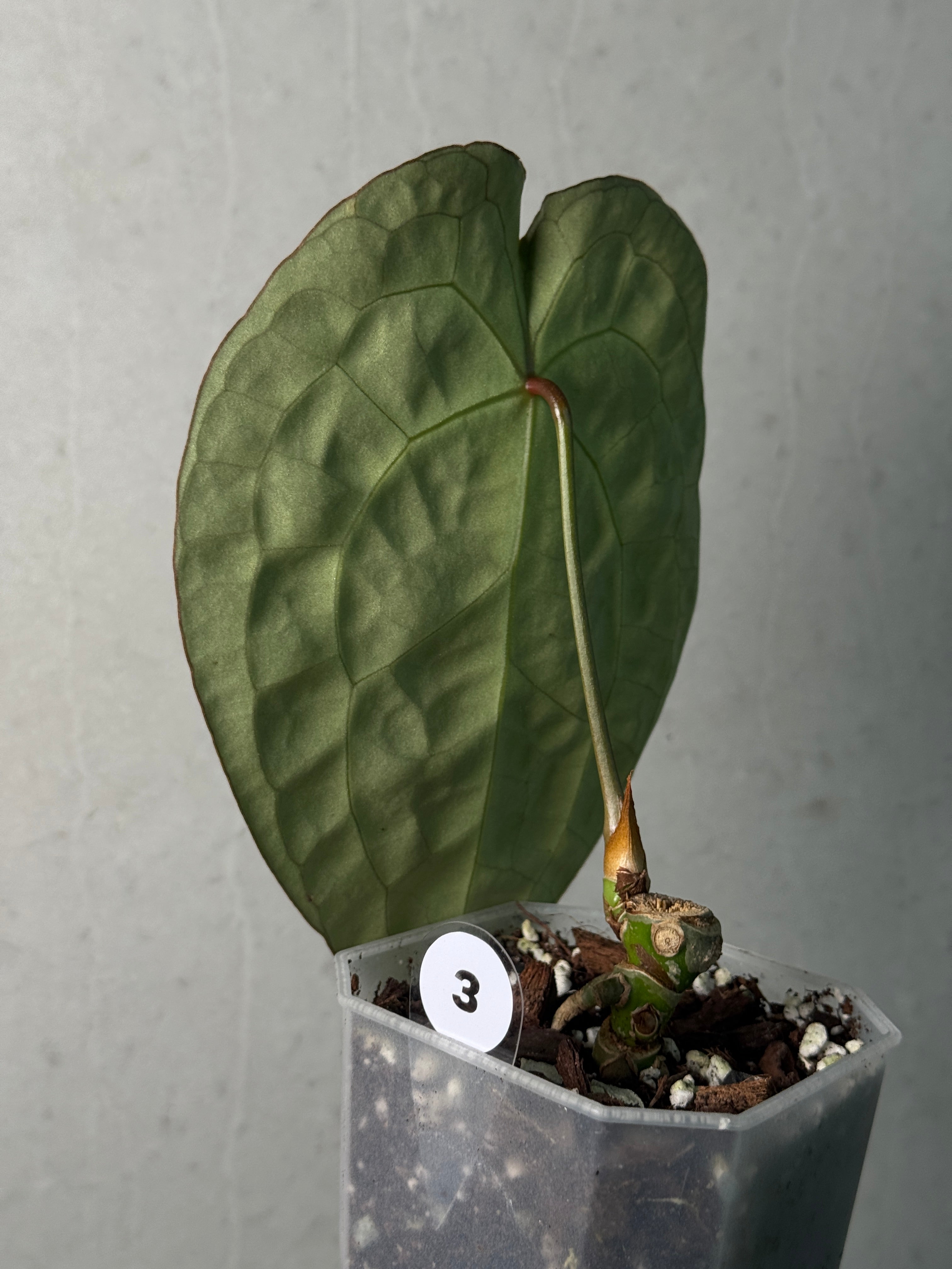 Anthurium Forgetii Silver/White Stripes - SMUKHI