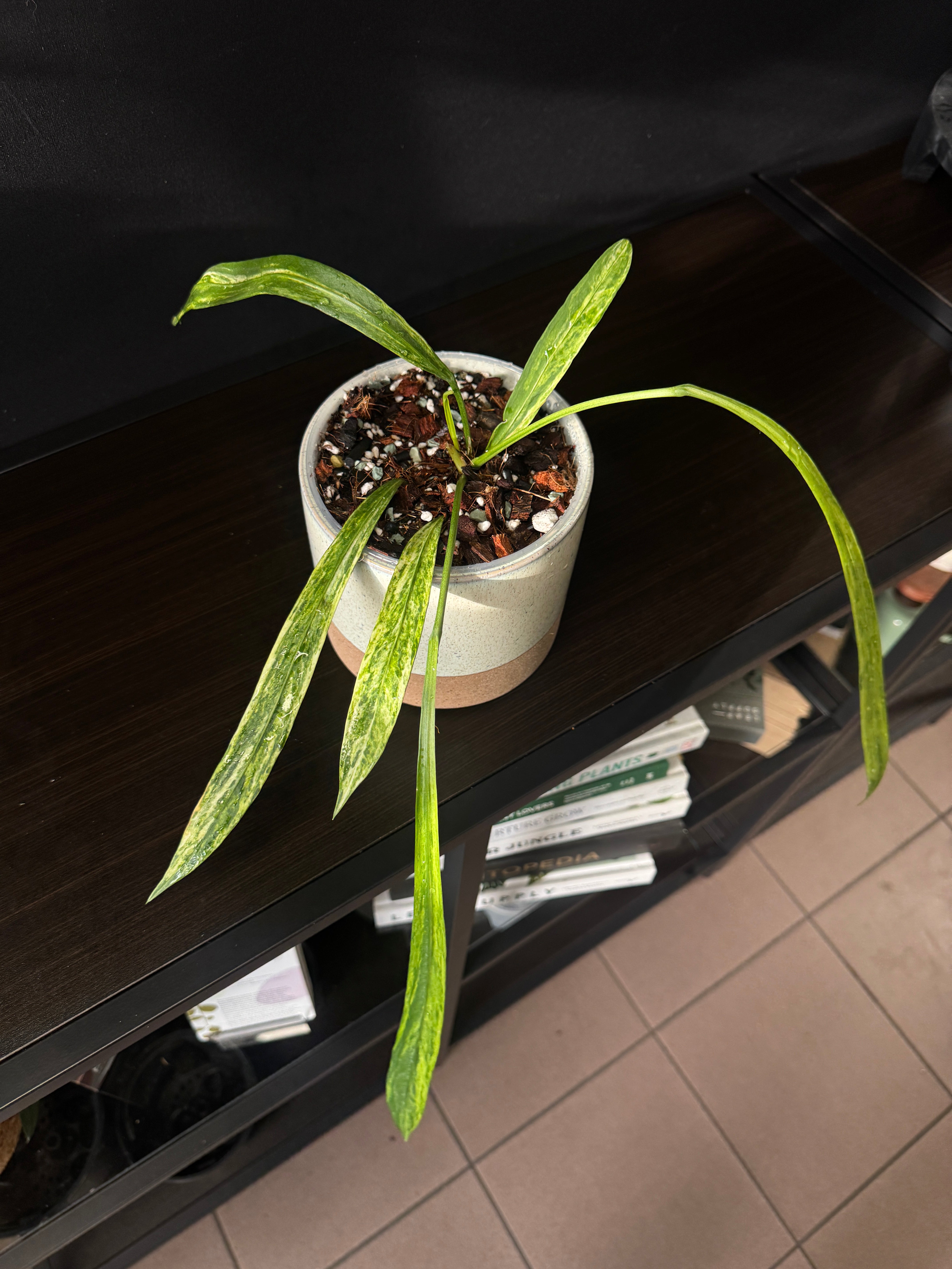 Anthurium Vittarifolium Variegata