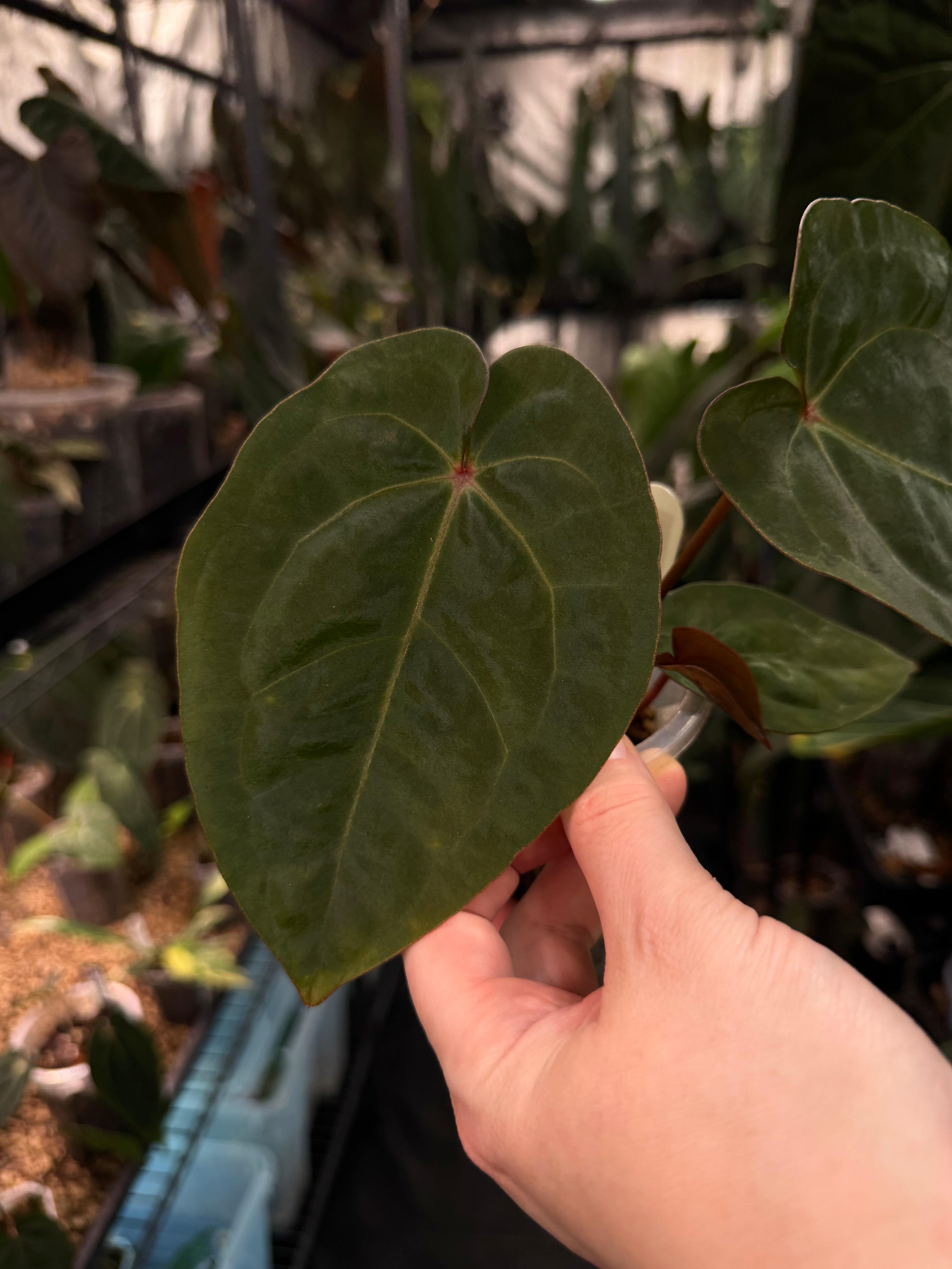 Anthurium ‘Blood Moon’ - SMUKHI