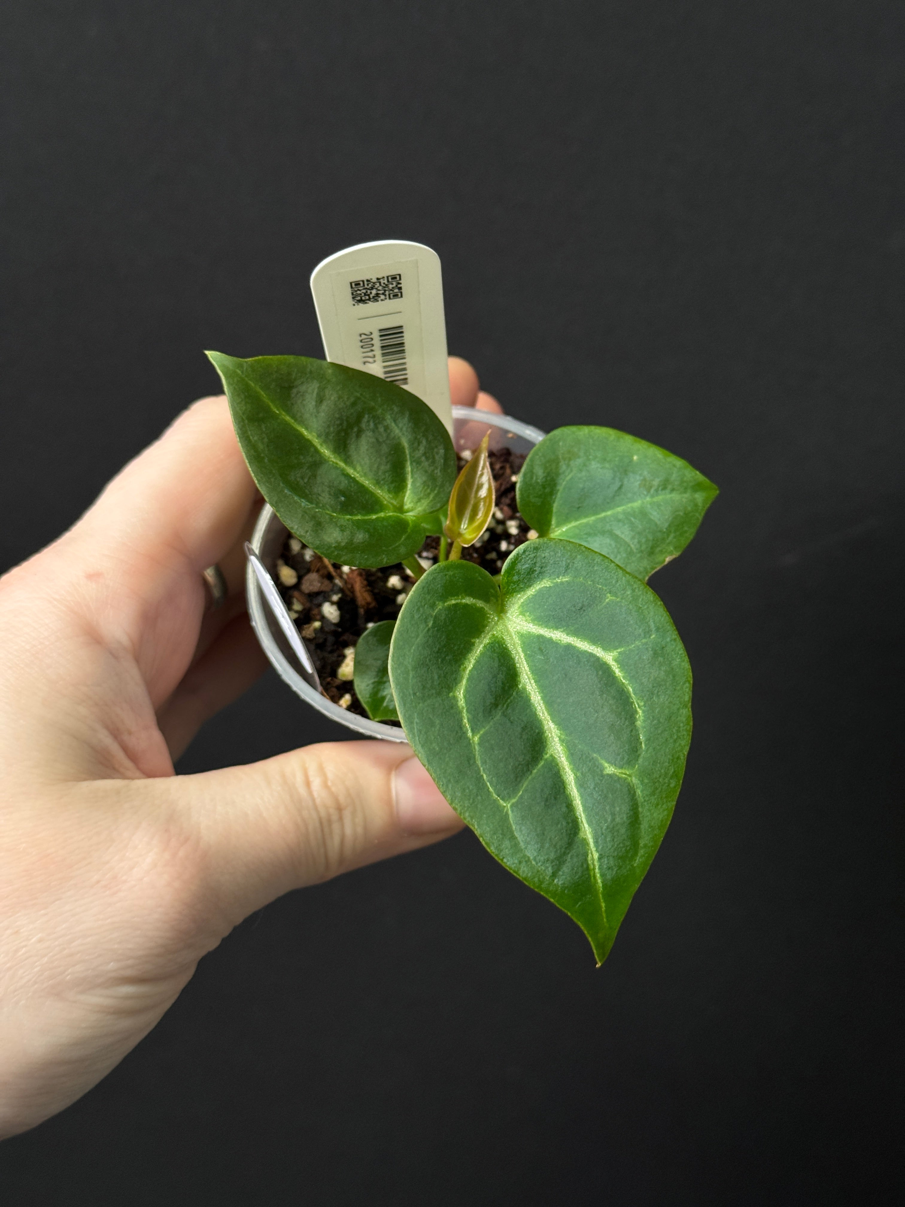 Anthurium Dorayaki x open