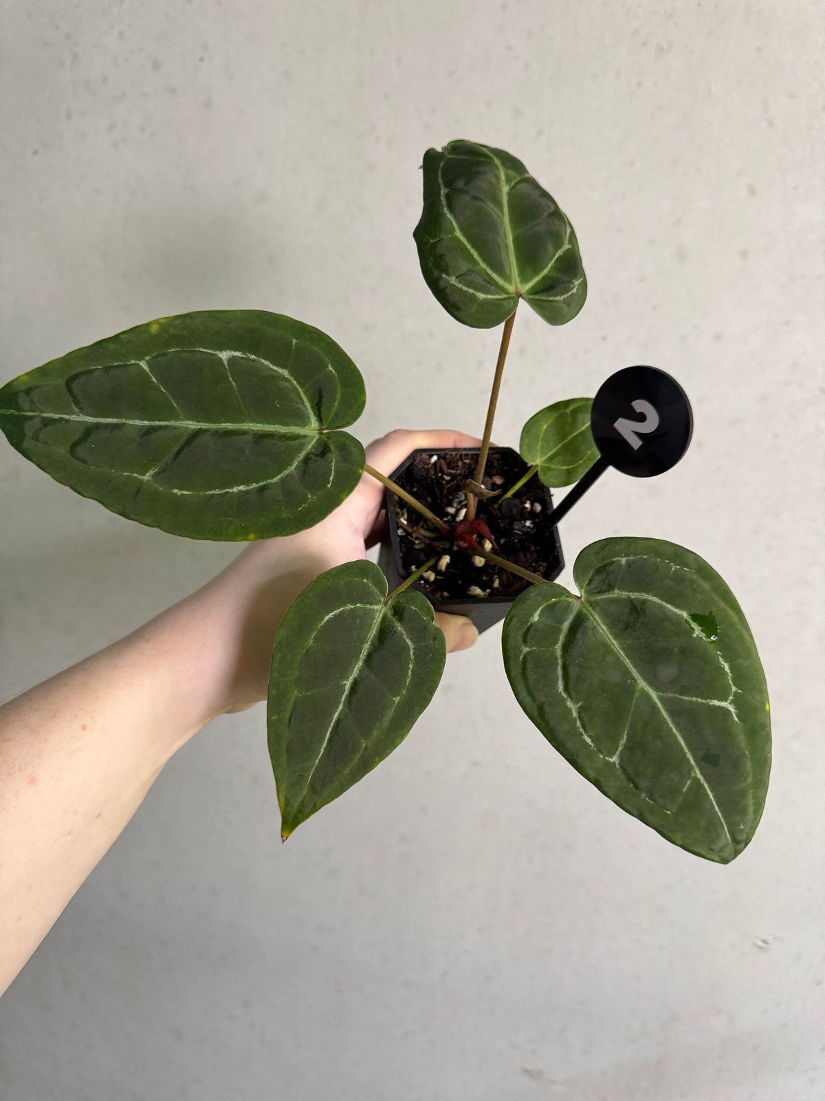 Granthuriums Anthurium Tim Anderson 'Stripey' plant with vibrant green and white striped leaves, exotic indoor houseplant.
