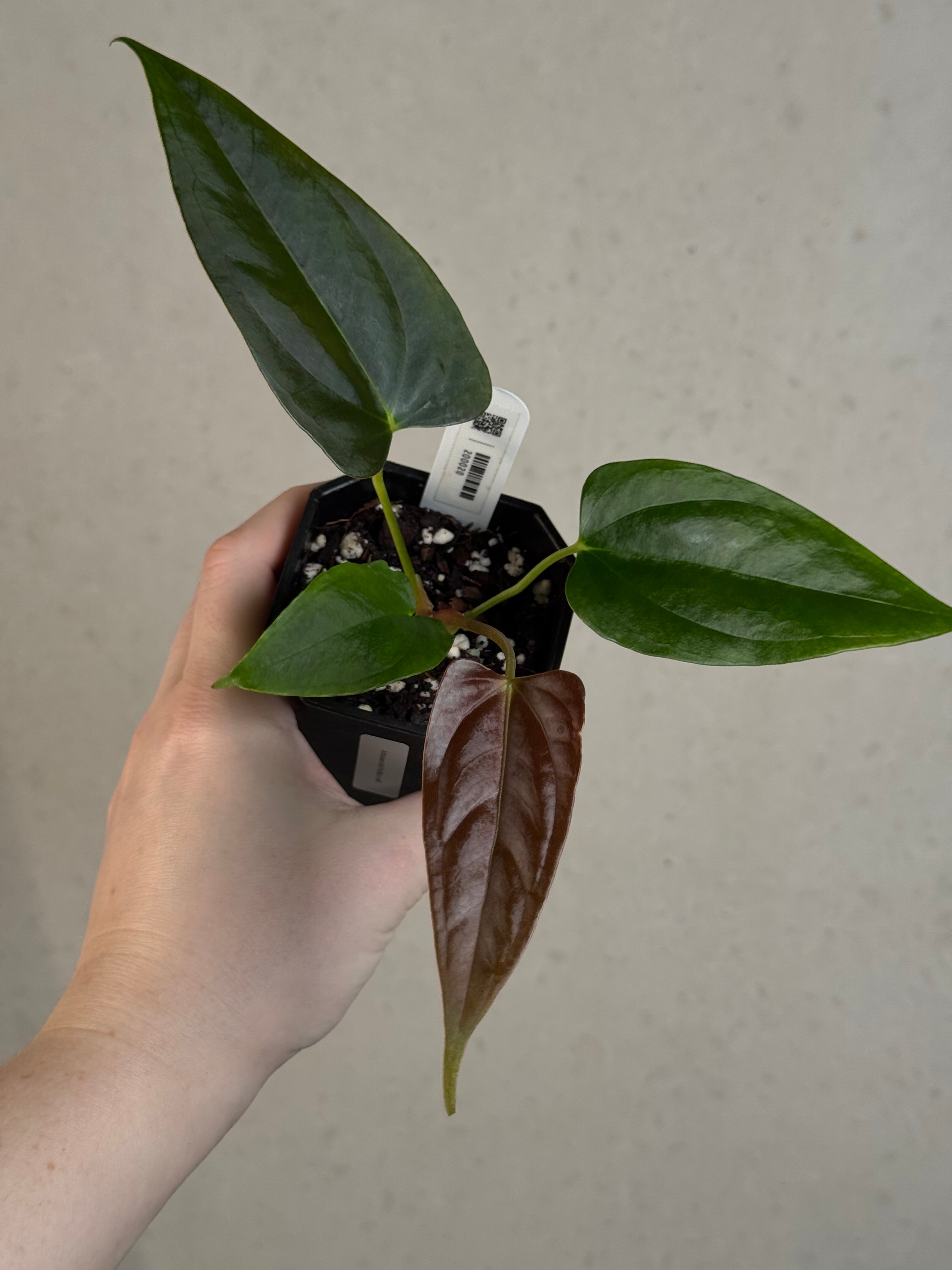 Anthurium Indo Portillae x self
