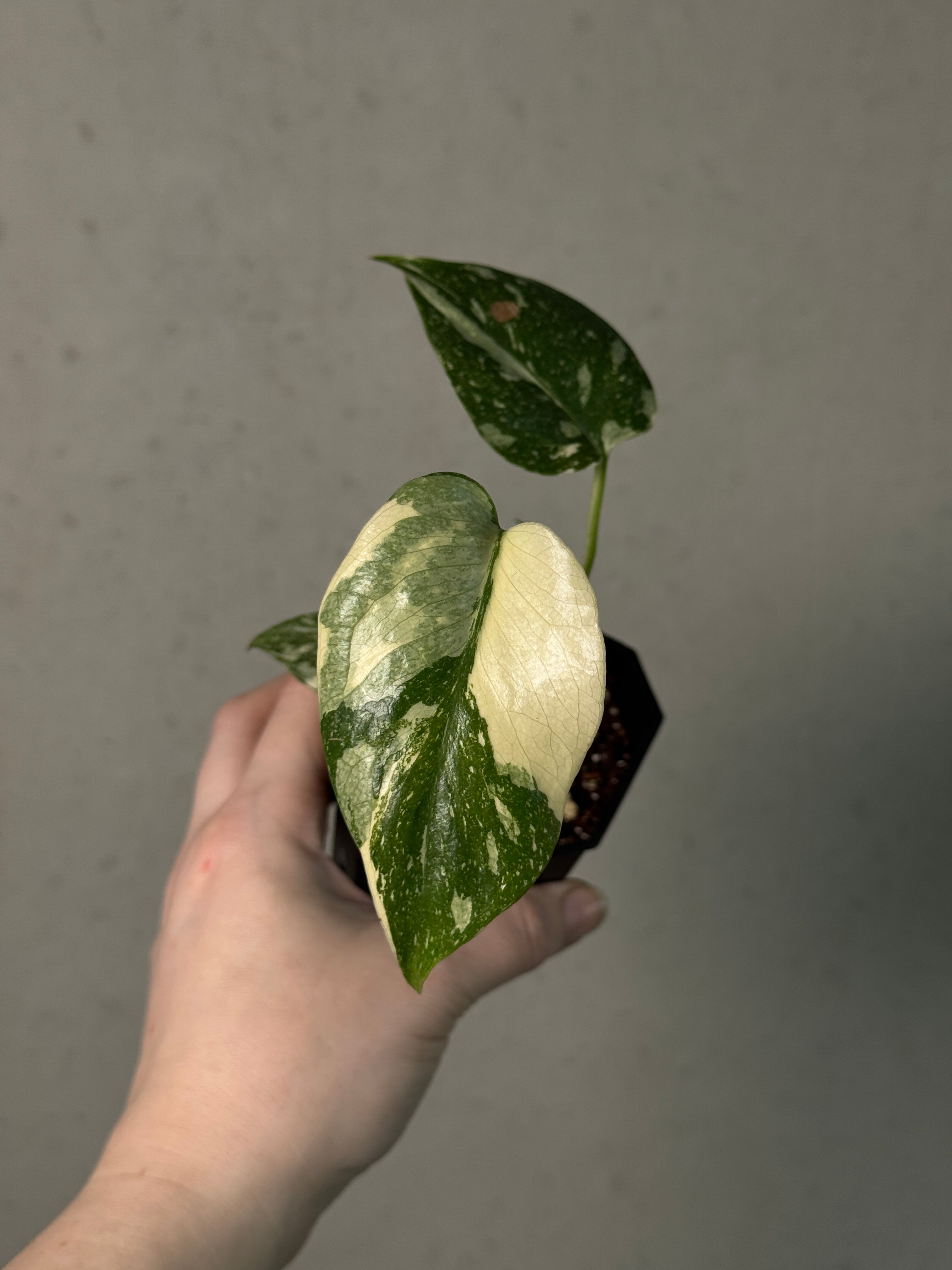 Monstera Thai Constellation