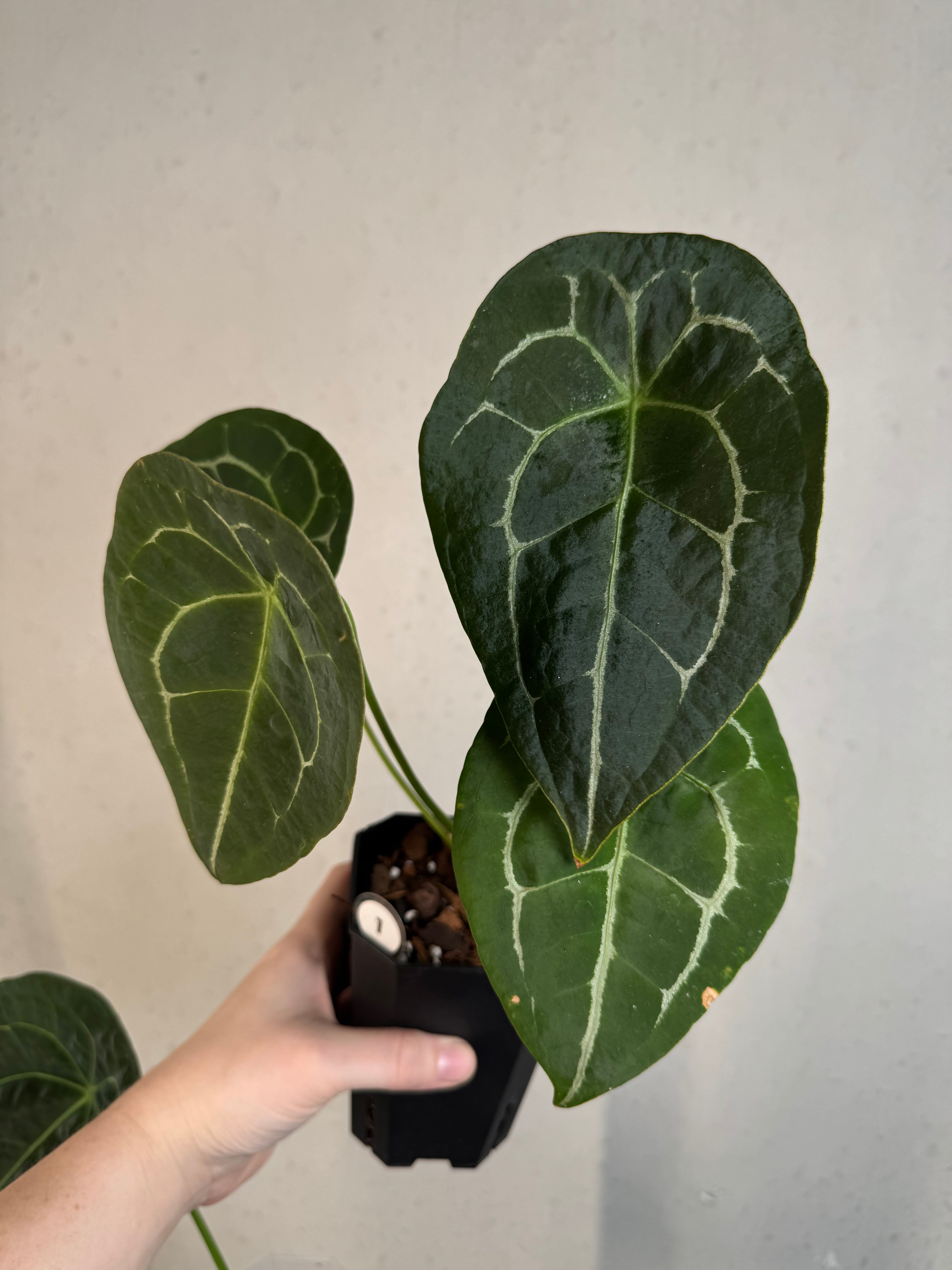 Anthurium Forgetii Silver/White Stripes