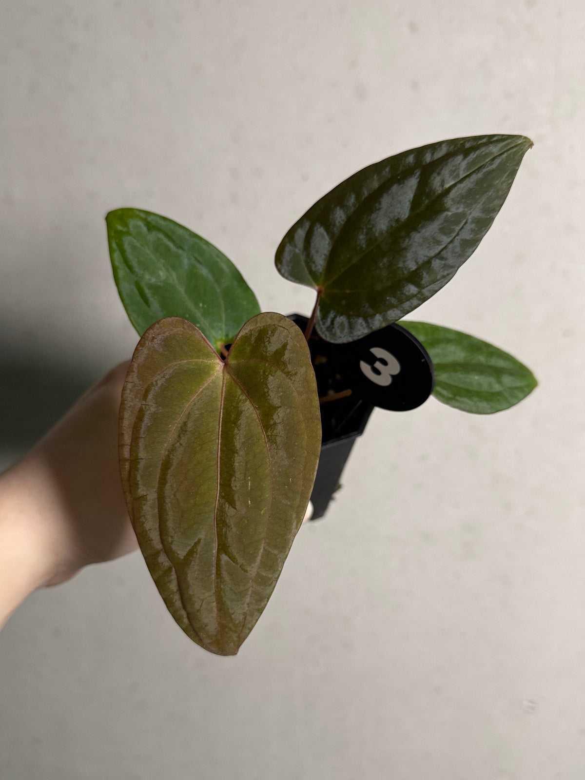 SMUKHI Anthurium (BVEP x RVDP) x RVDP plant with glossy green leaves and vibrant red flowers, indoor decorative houseplant.