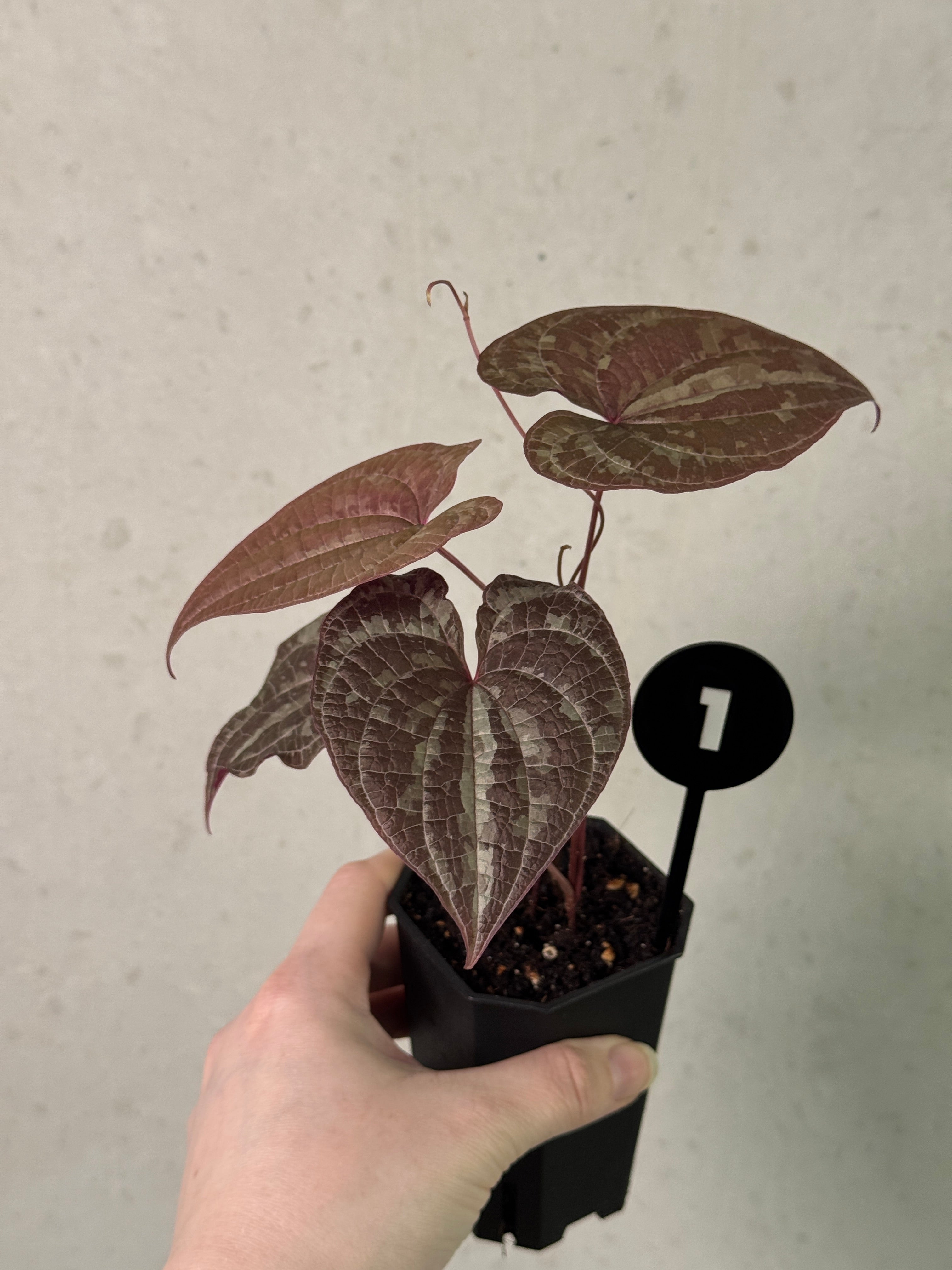 Dioscorea Discolor