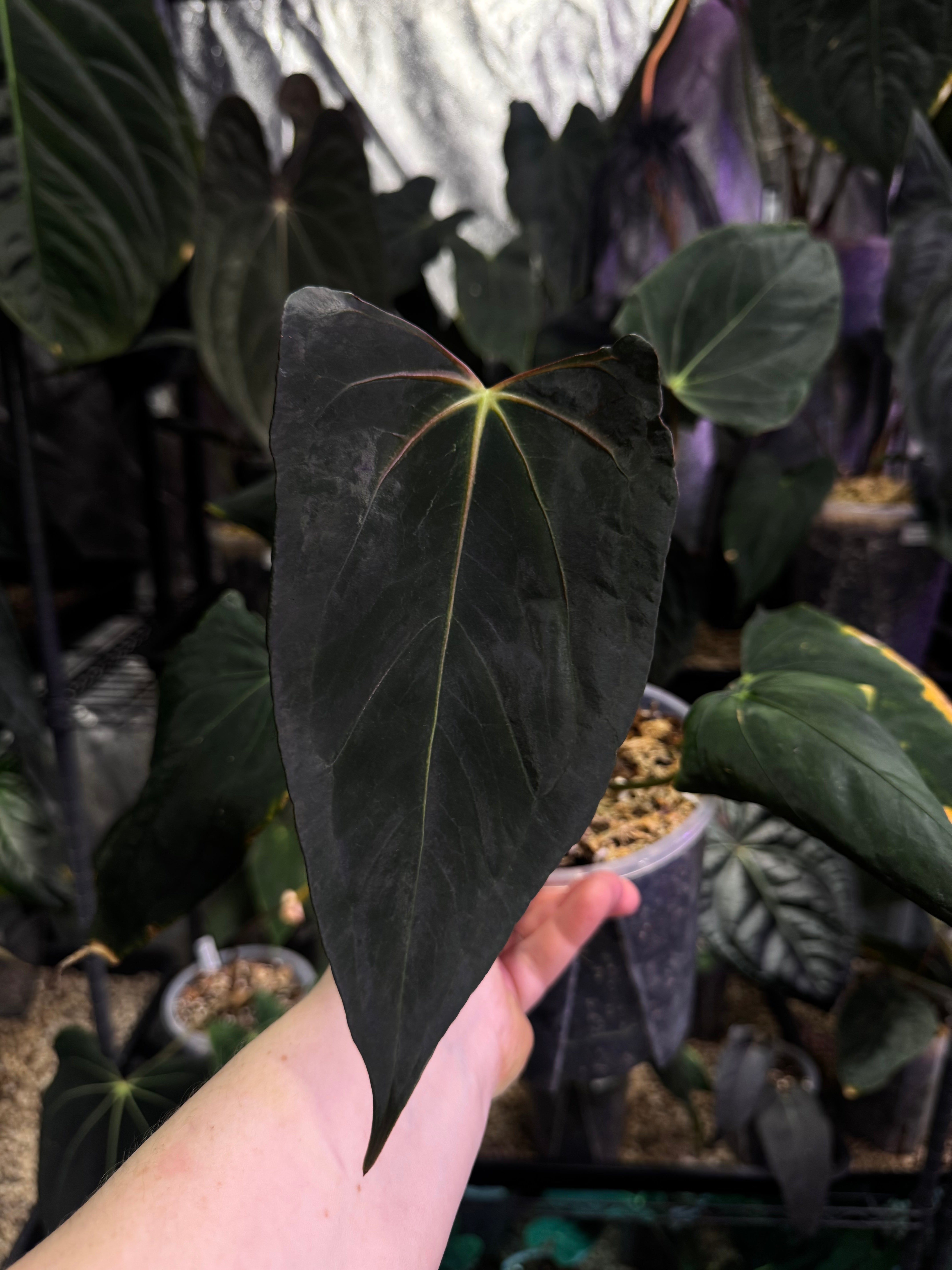 NFS: Anthurium Dark Phoenix x Dark Phoenix - Wide Sinus Mutation