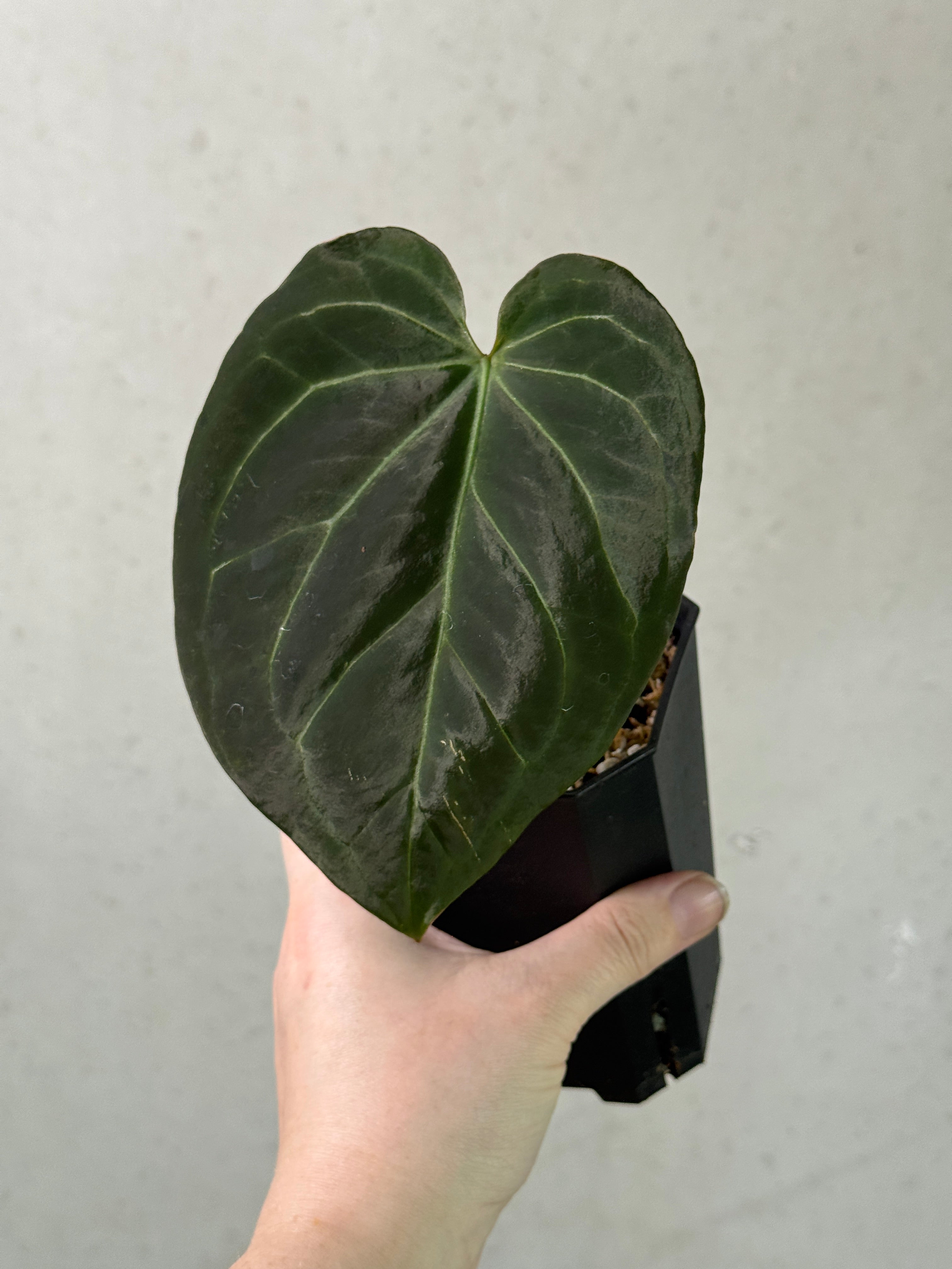 Anthurium Black Widow '13' x '43' clone plant with dark, glossy leaves and vibrant spathes, displayed in a pot.