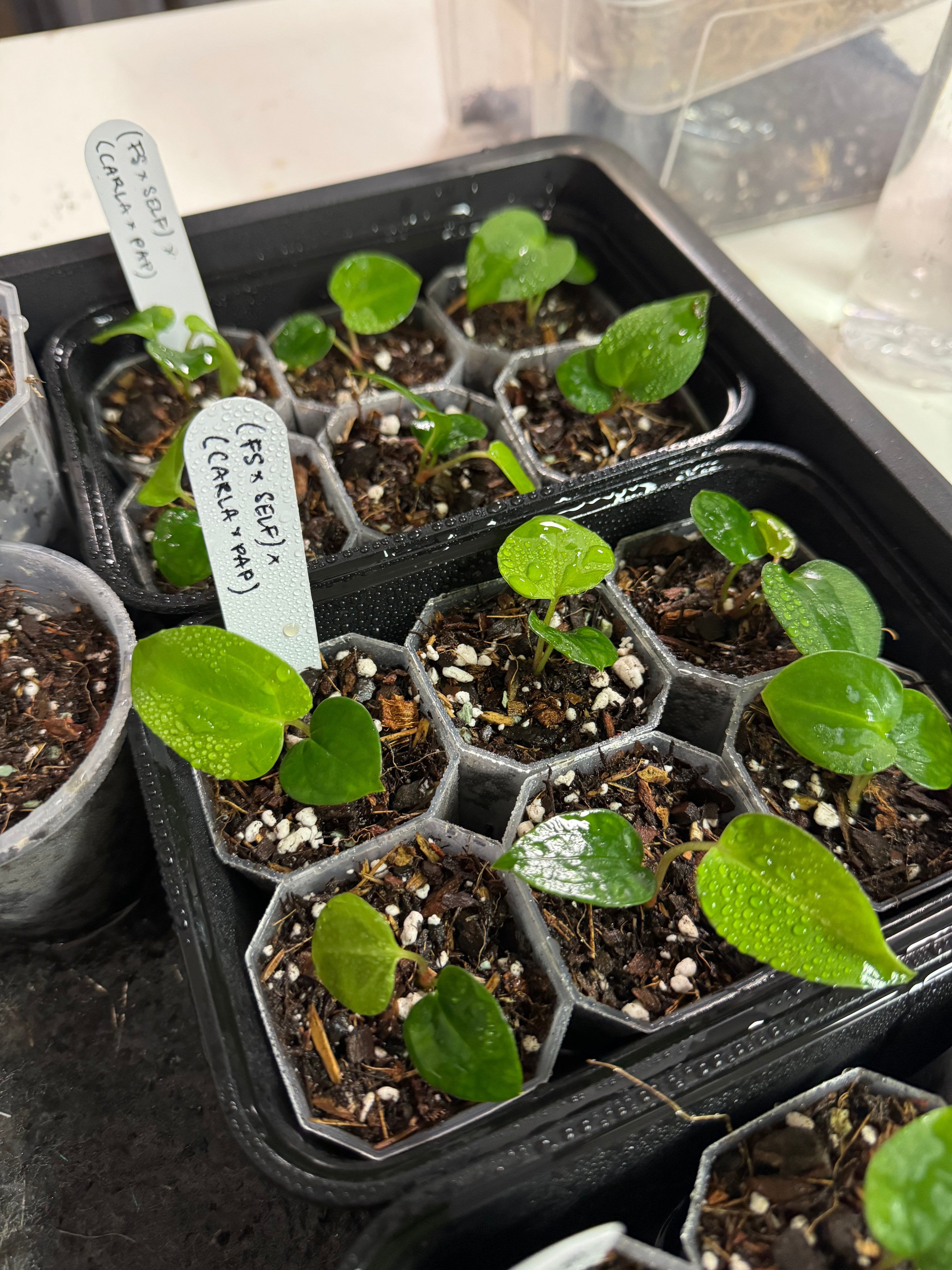 Anthurium (FS x self) x (Carlablackiae x Papillilaminum) - Seedlings