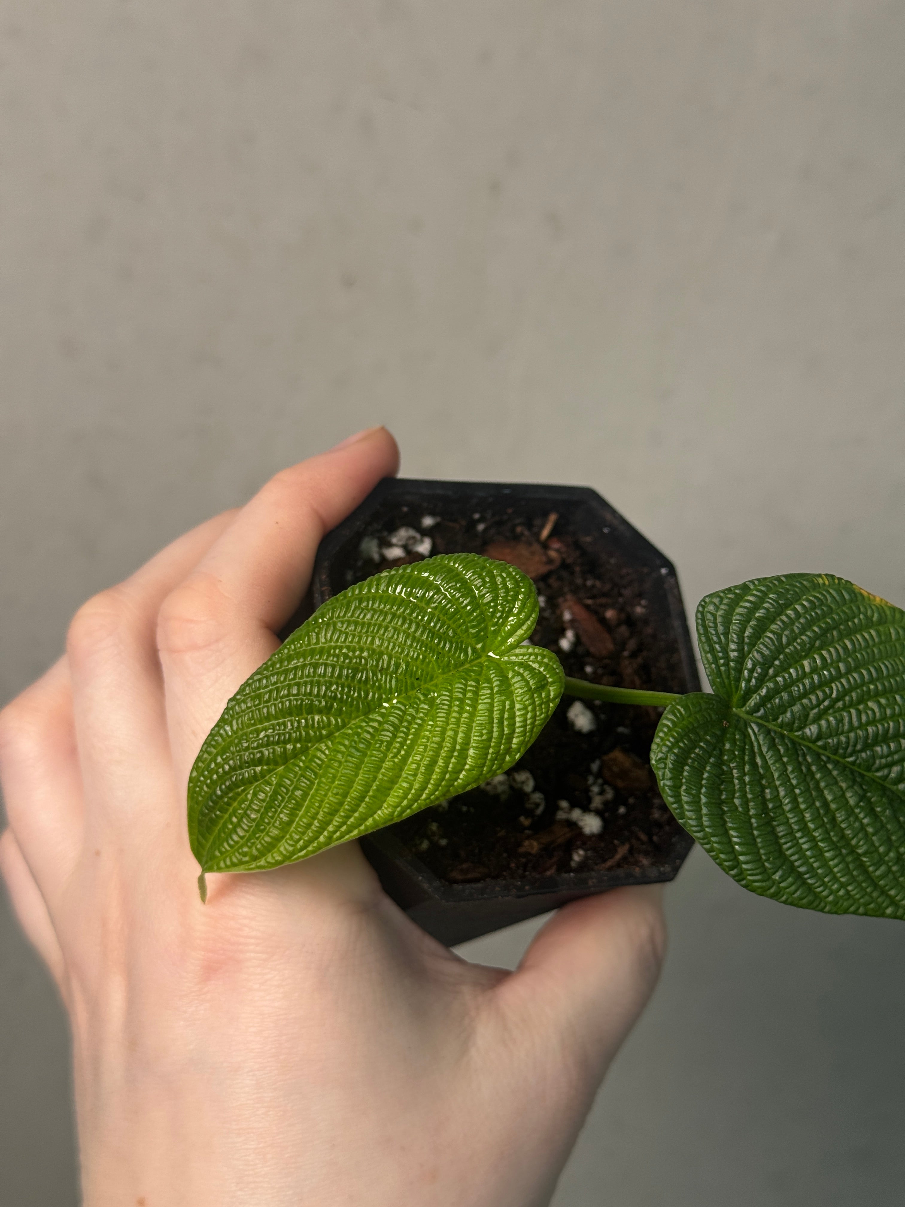 Philodendron cf. Lynnhannoiae - SMUKHI