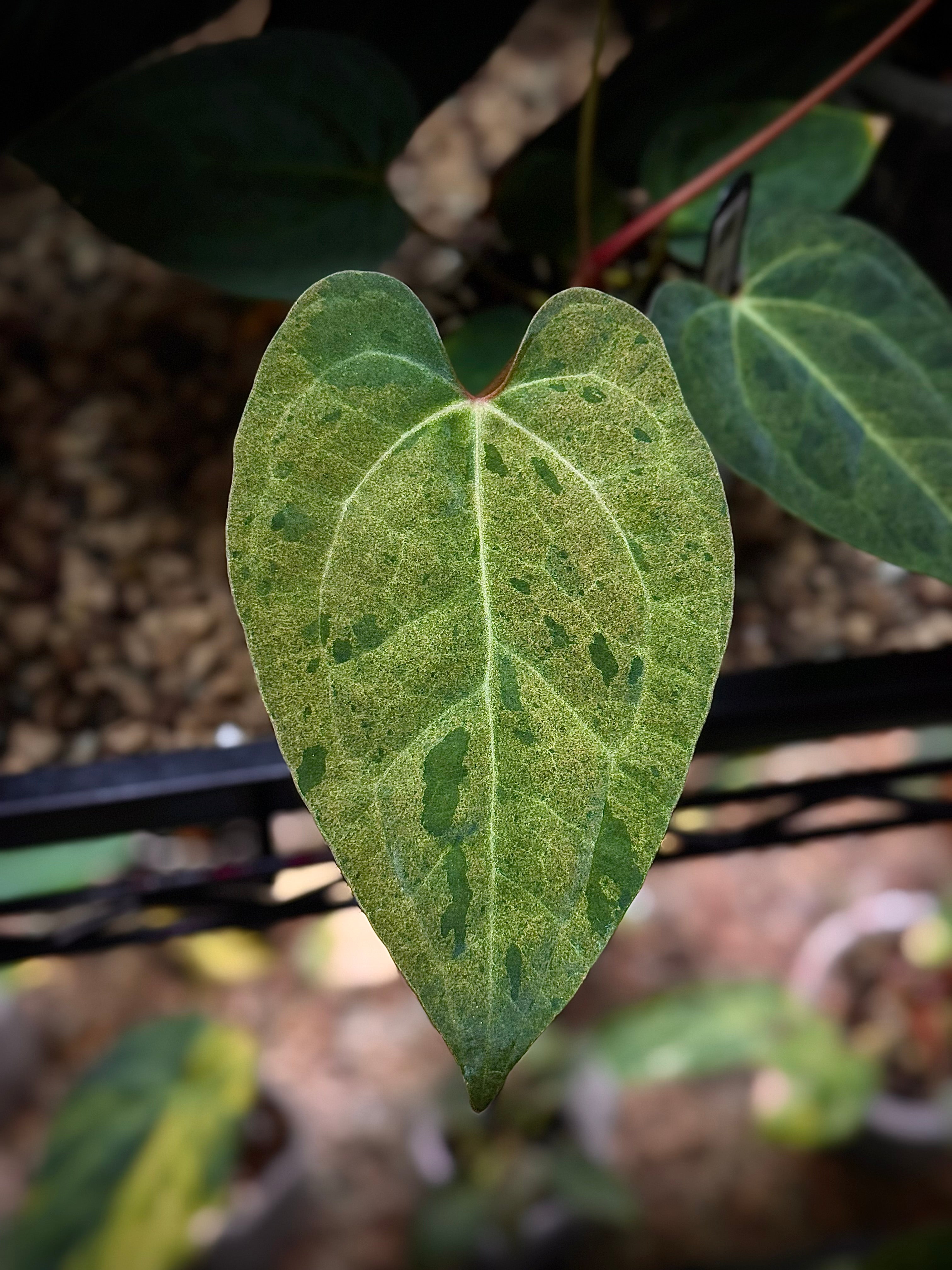 NFS: Anthurium Ace of Spades Dark Form x Portillae 'Dorito' - Rare