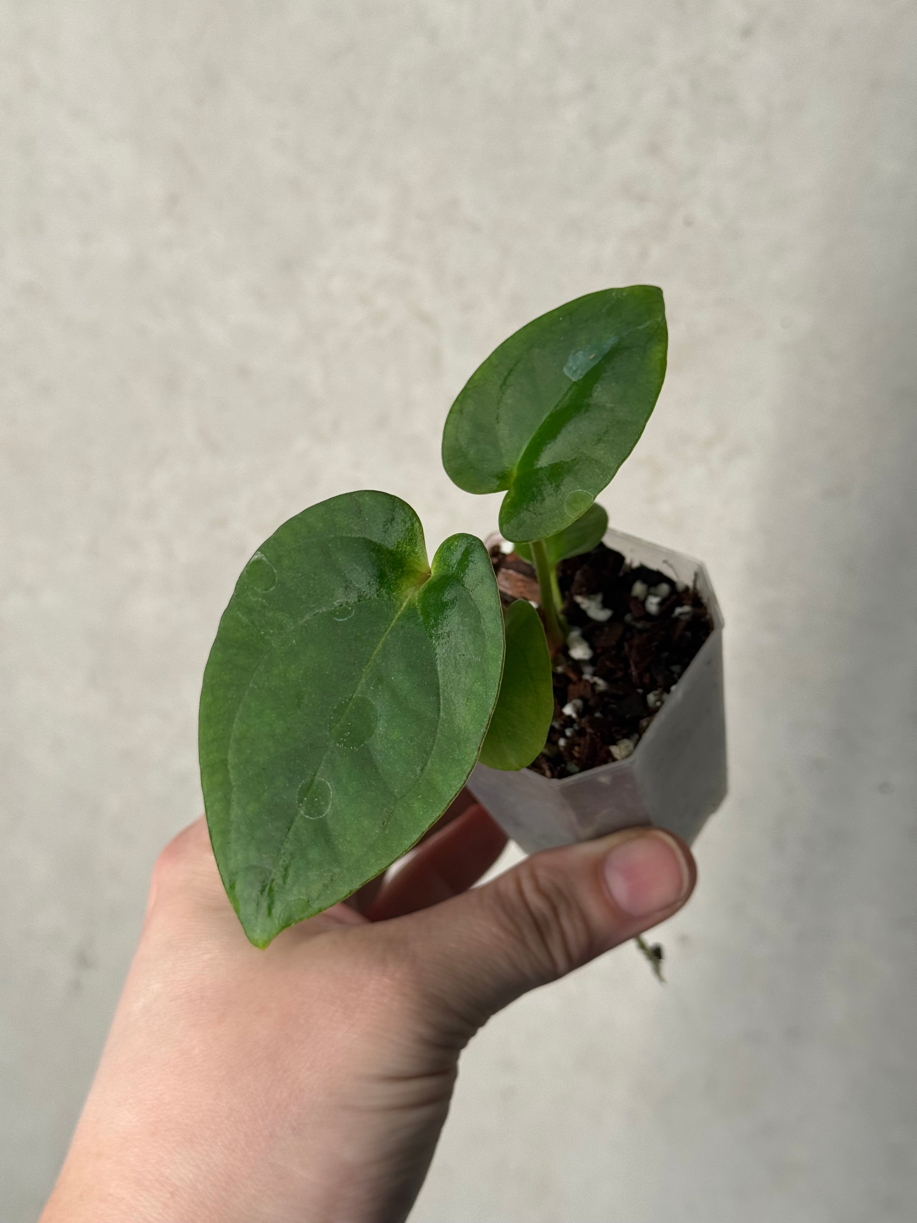 Anthurium Portillae 'Dorito' S1 x (Dressleri F2 x Carlablackiae 'Amanda')