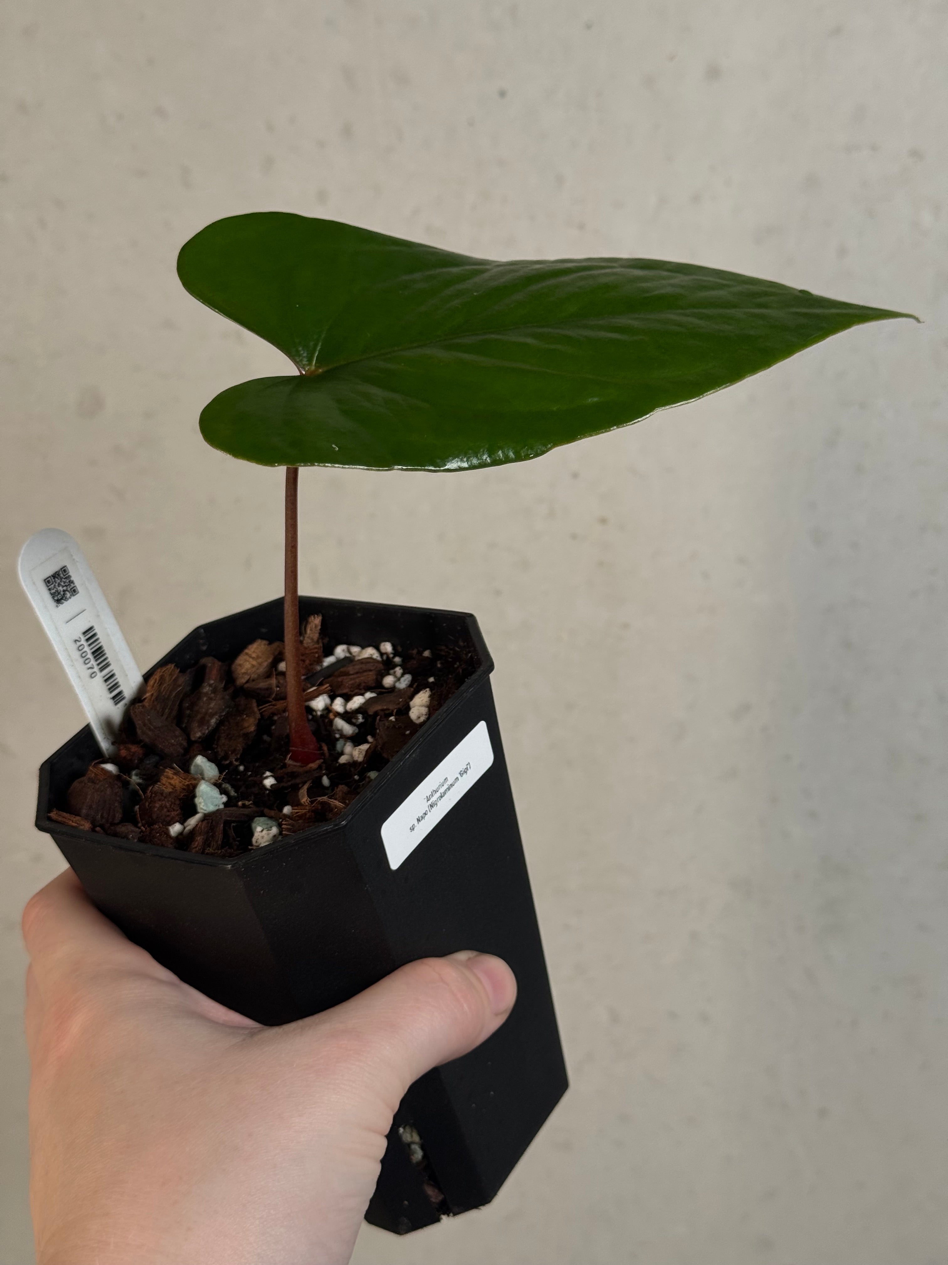 Anthurium sp. Napo (Nigrolaminum 'Gigi') - Clone