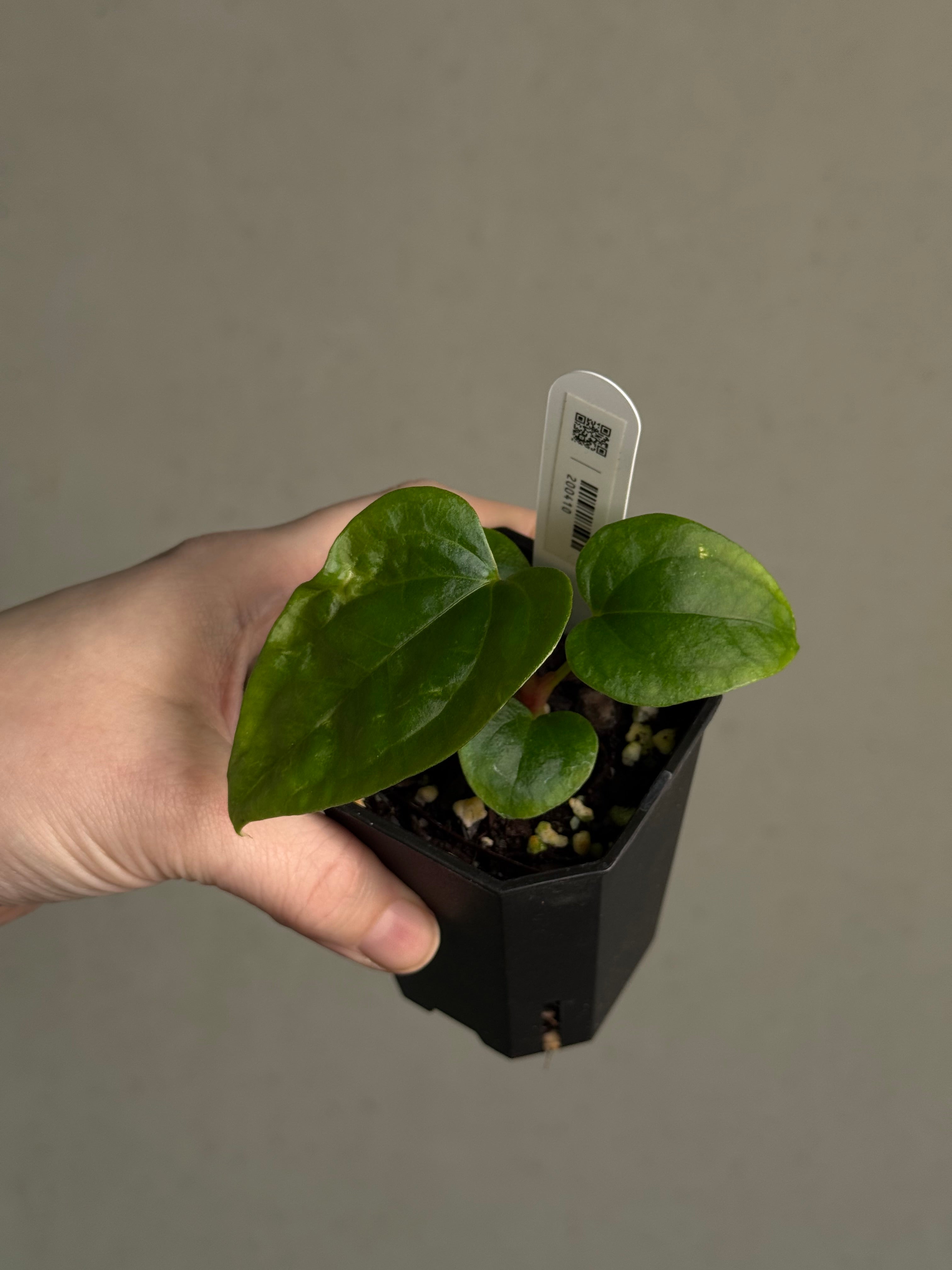 Anthurium (Debile x Papillilaminum) F2 - SMUKHI