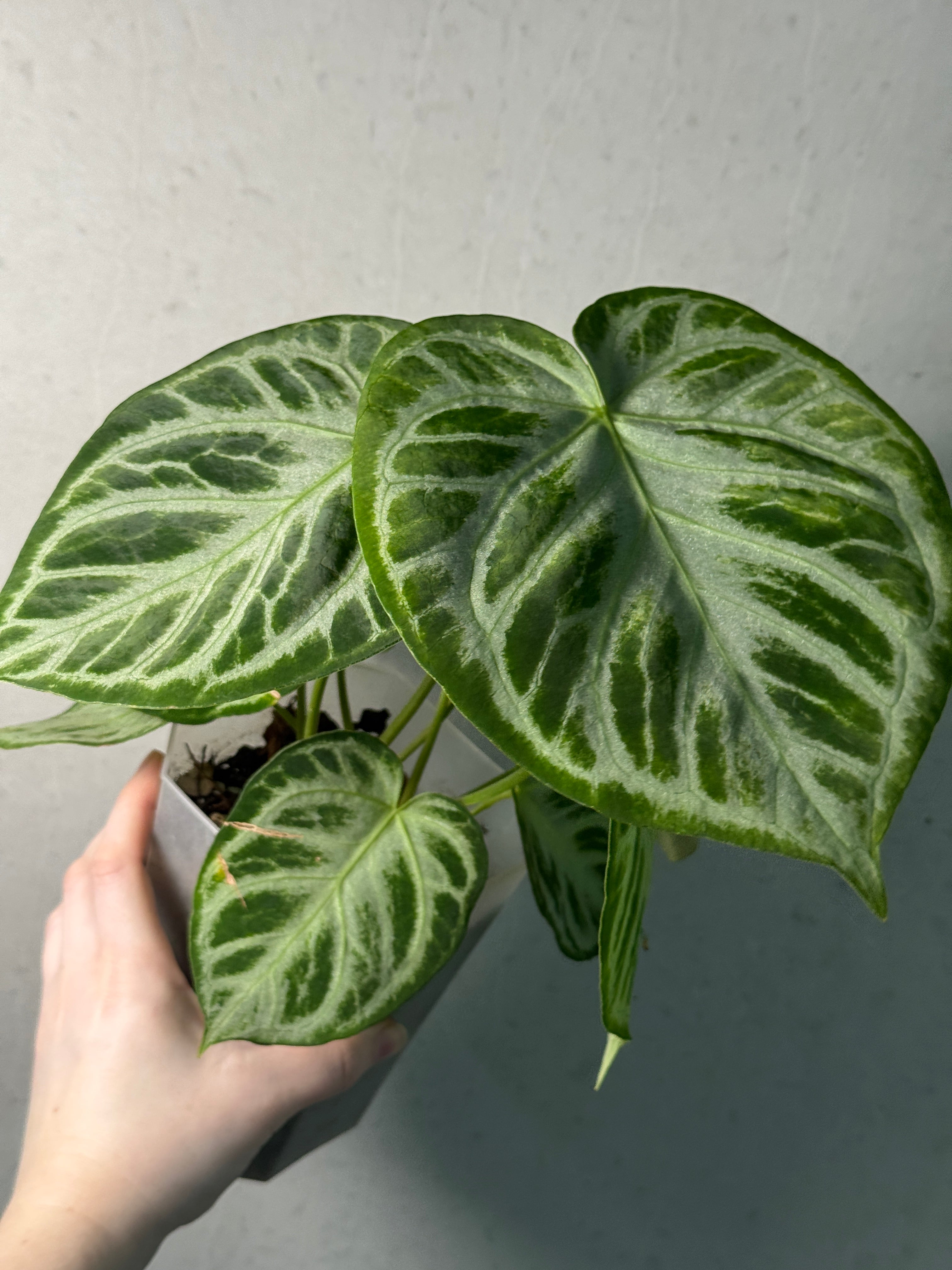 Anthurium 'Silver Blush' - SMUKHI
