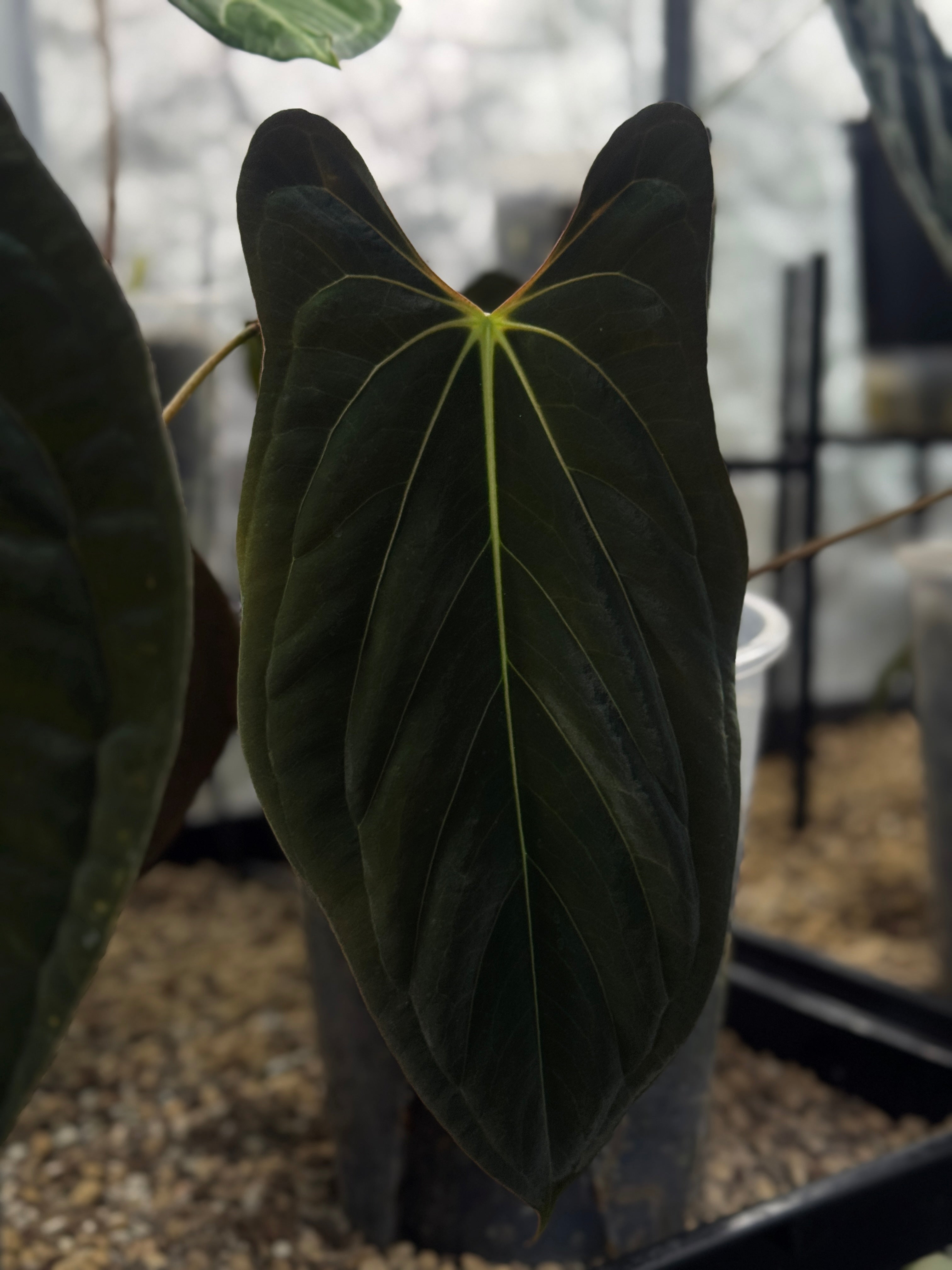 NFS: Anthurium Fort Sherman x RVDP - Rare Finds for Refined