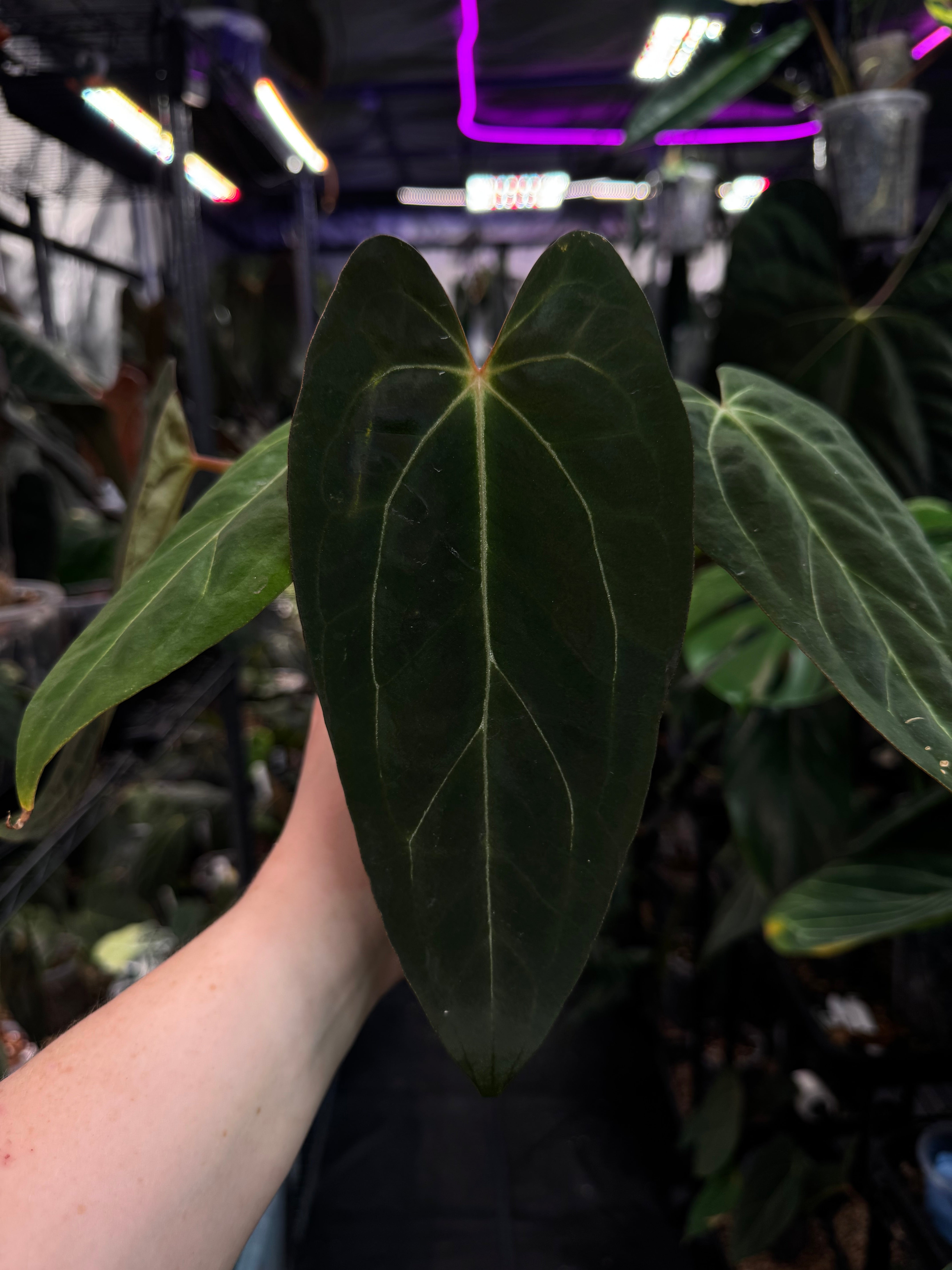 Anthurium ‘Bigfoot’ x Blue Papillilaminum