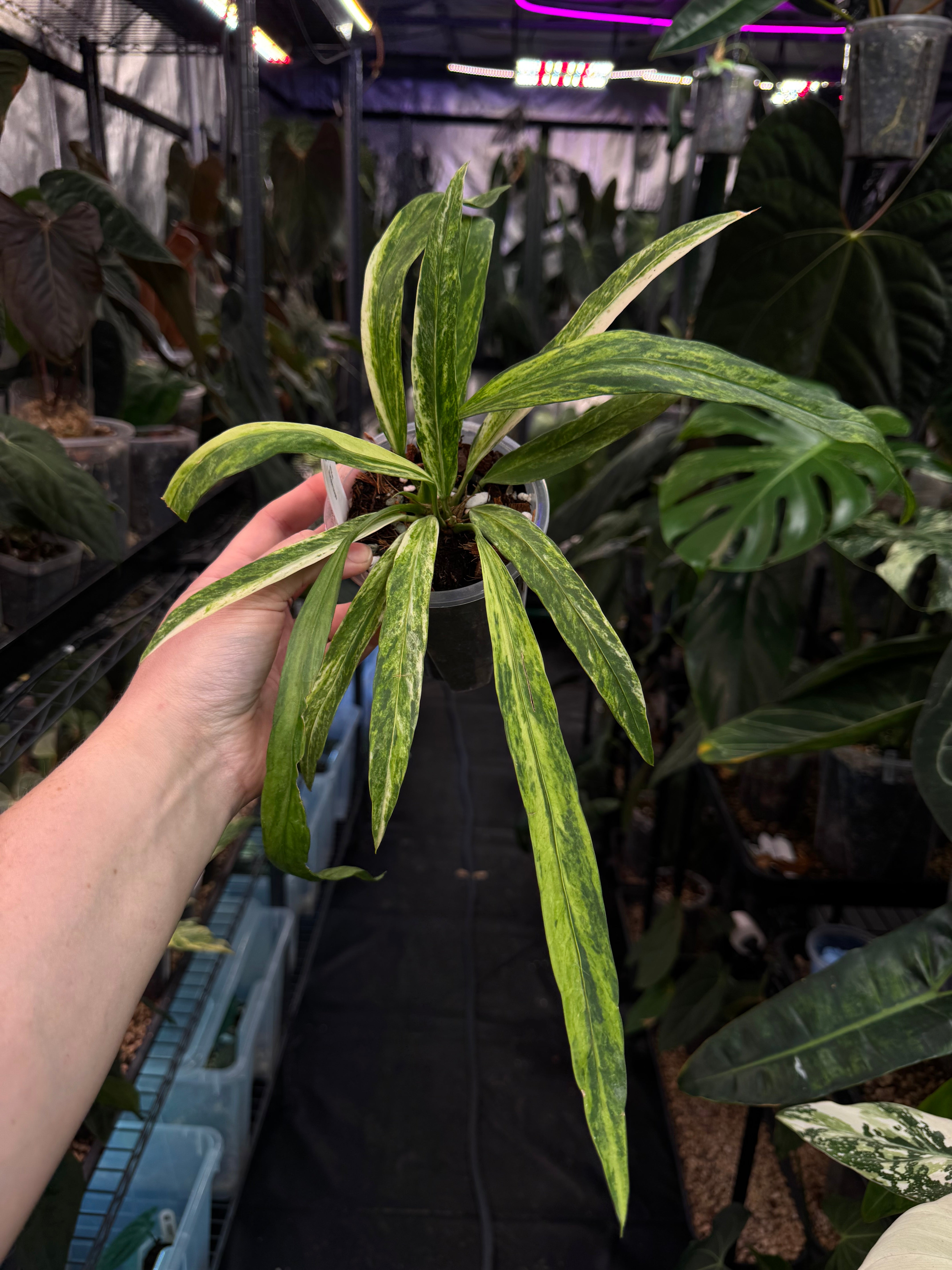 Anthurium Vittarifolium Variegata