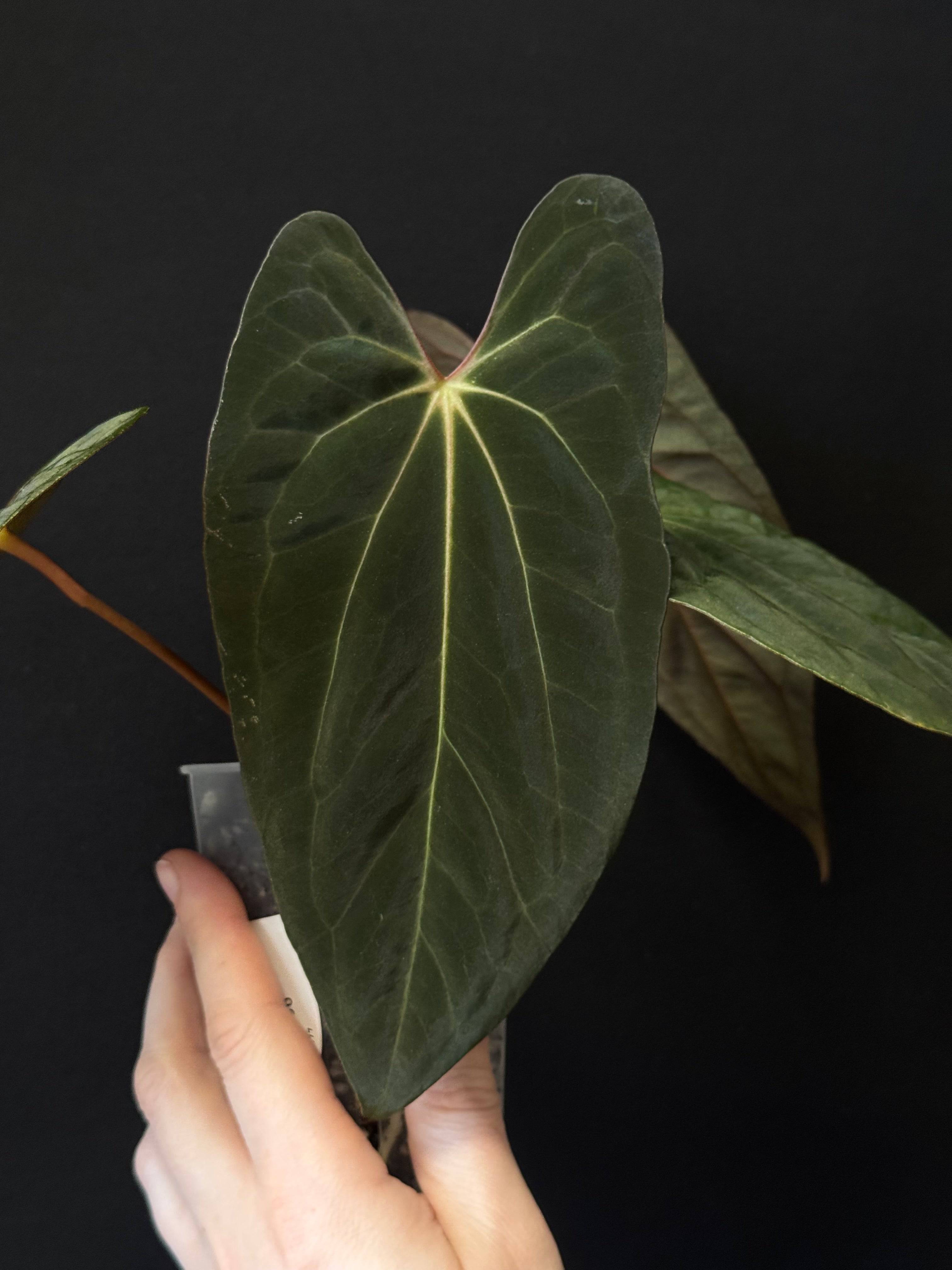 NFS: Anthurium Papillilaminum XOne - Rare Finds for Refined NFS: Anthurium Papillilaminum XOne - Rare Finds for Refined