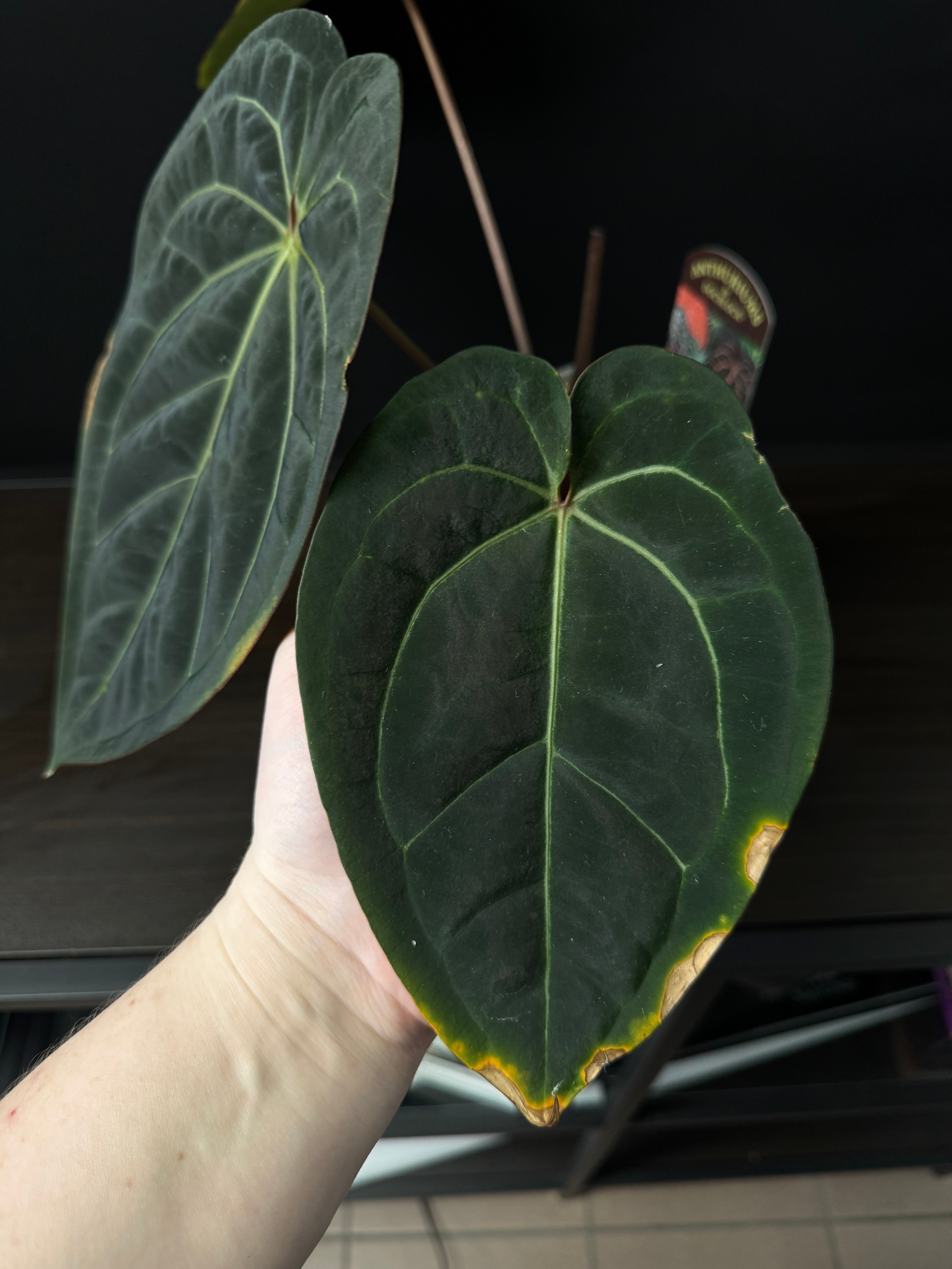 Anthurium Michelle '1' x Zara '52'