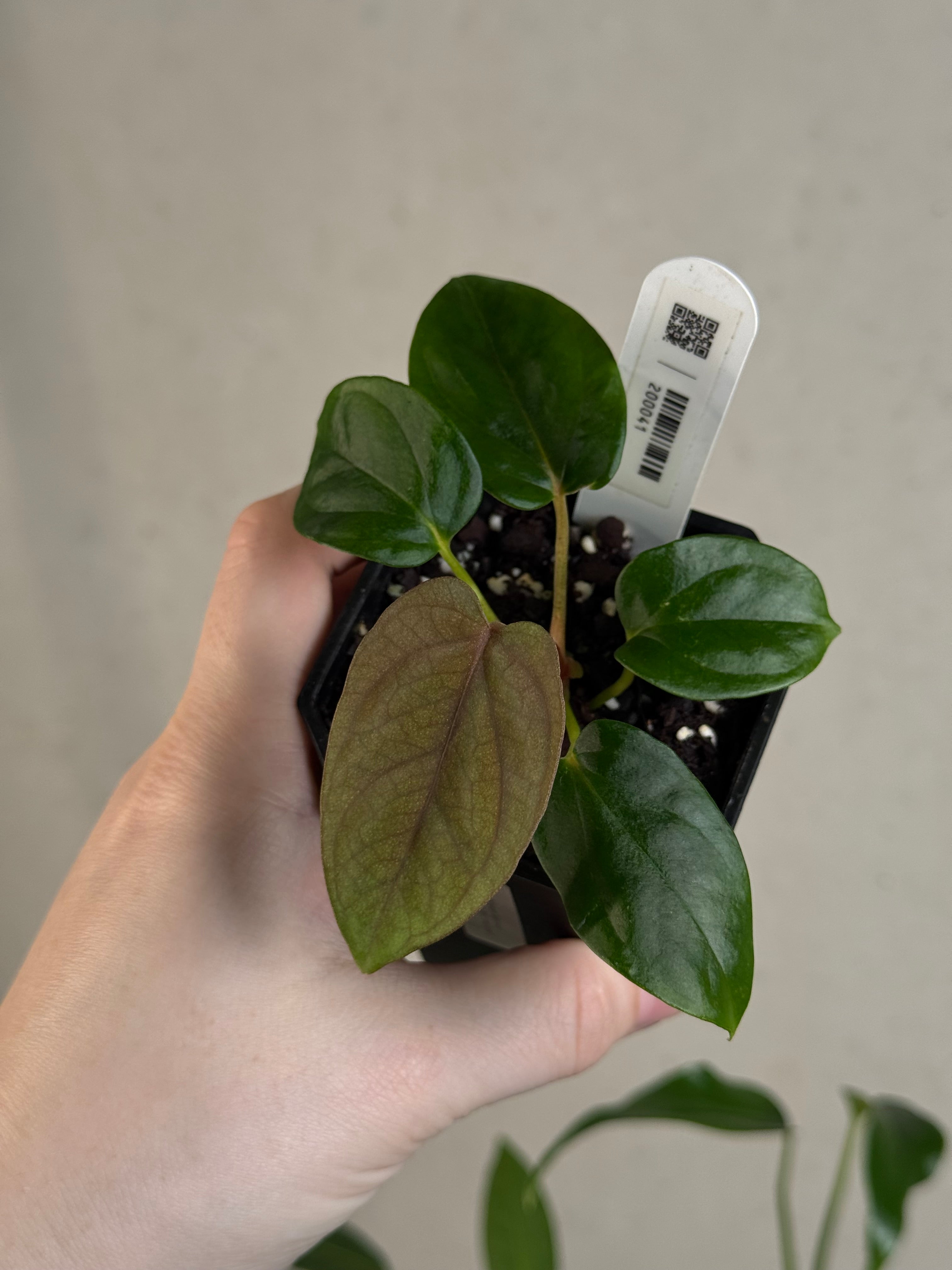 Anthurium 'Supernova' x self