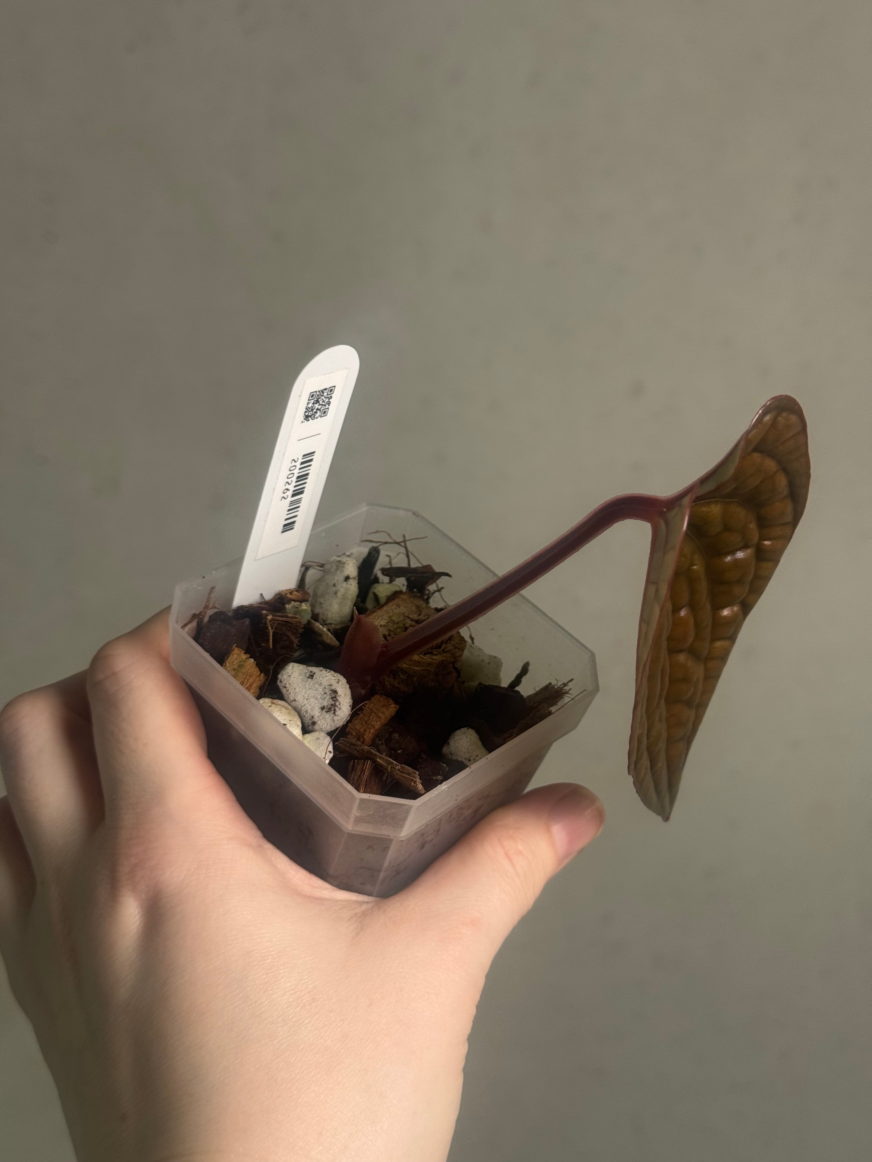 Anthurium Luxurians - Clone - SMUKHI