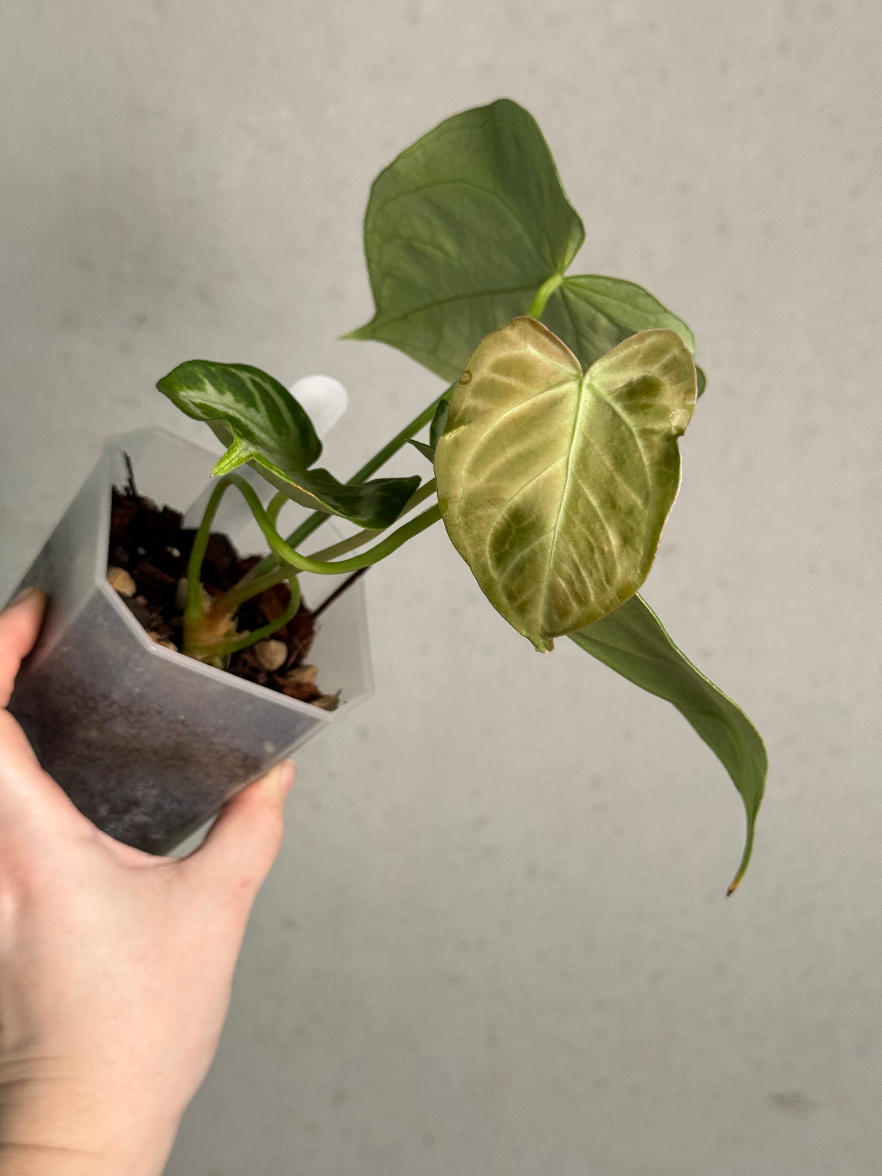 Anthurium 'Silver Blush' - SMUKHI