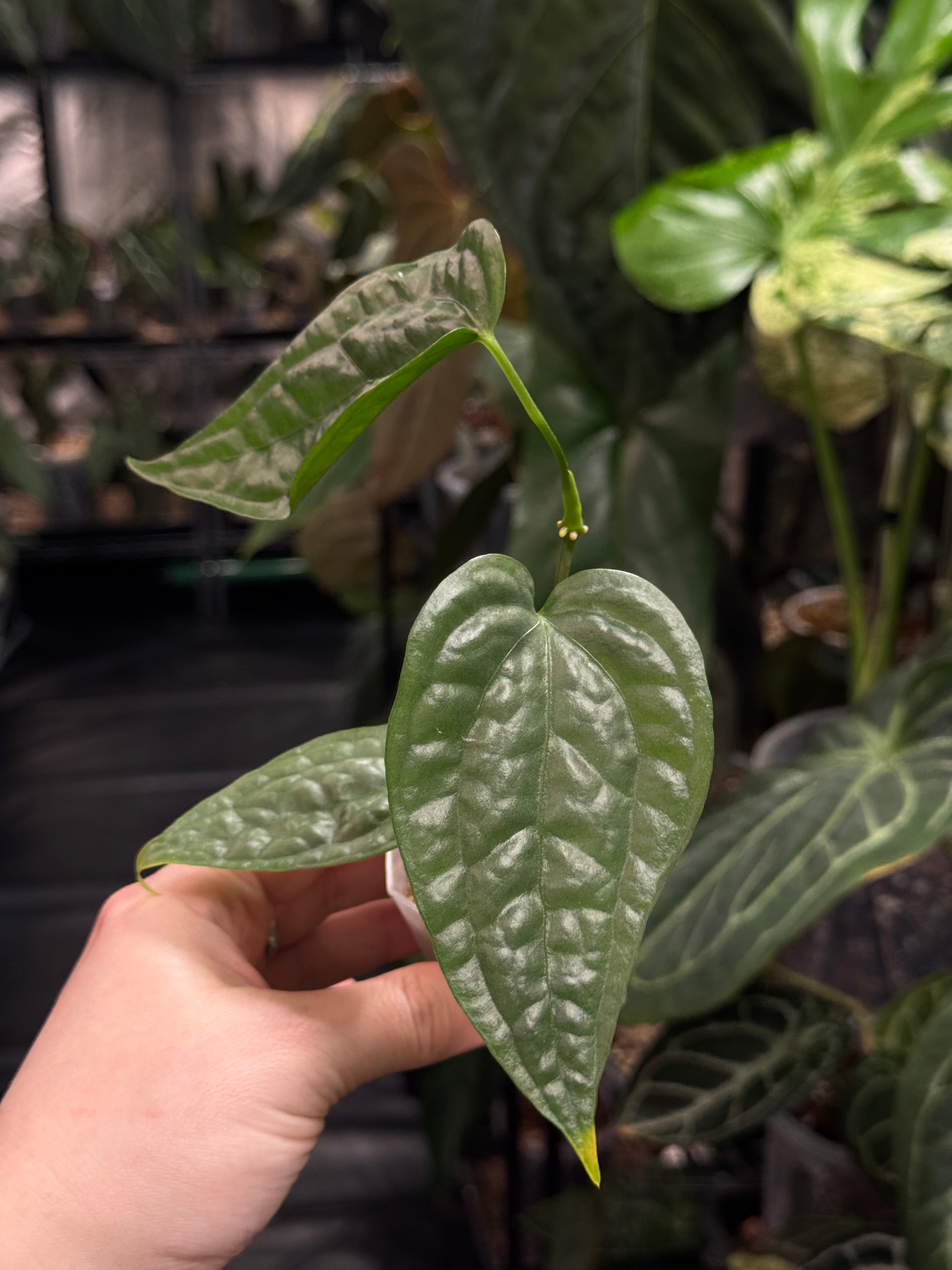 Anthurium sp. Limon