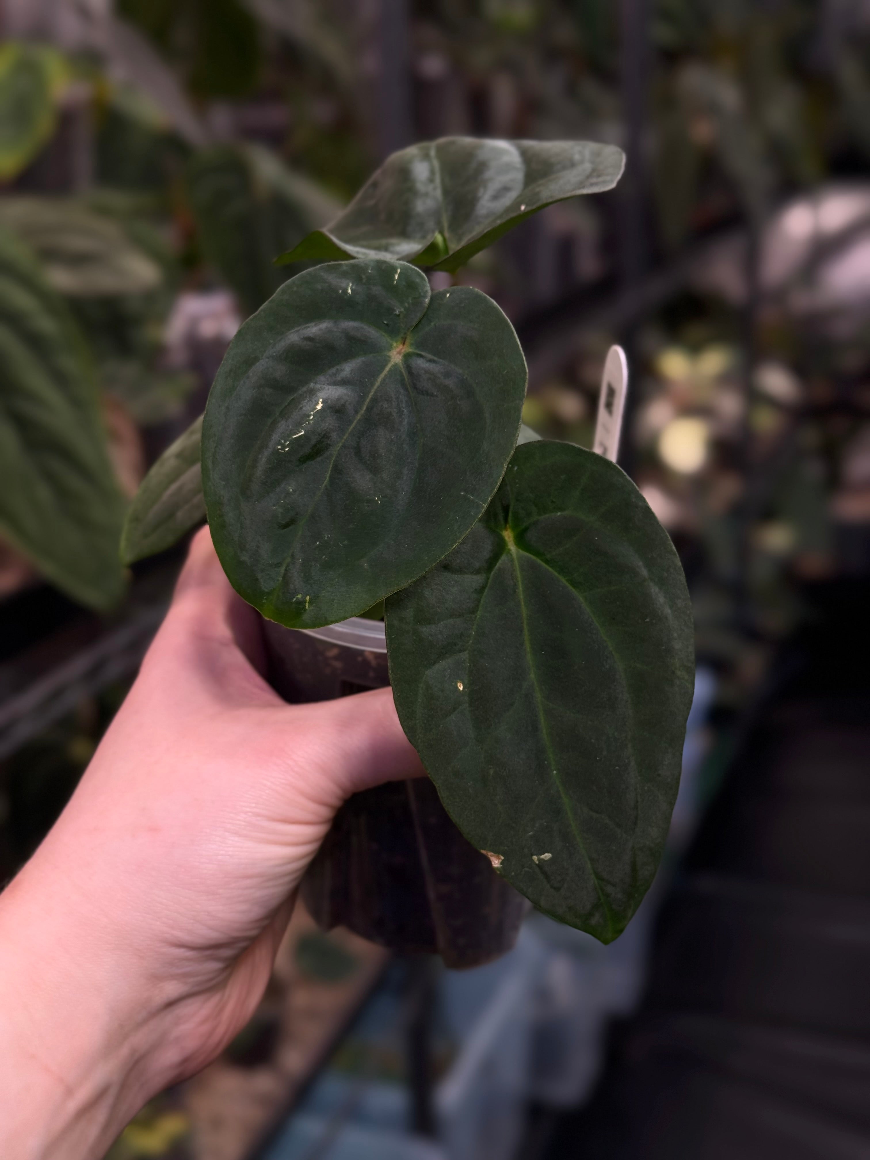 Anthurium (Dressleri RG F2 x Carlablackiae 'Amanda') x (Dressleri 'Oliver' x BVEP 'Felix')